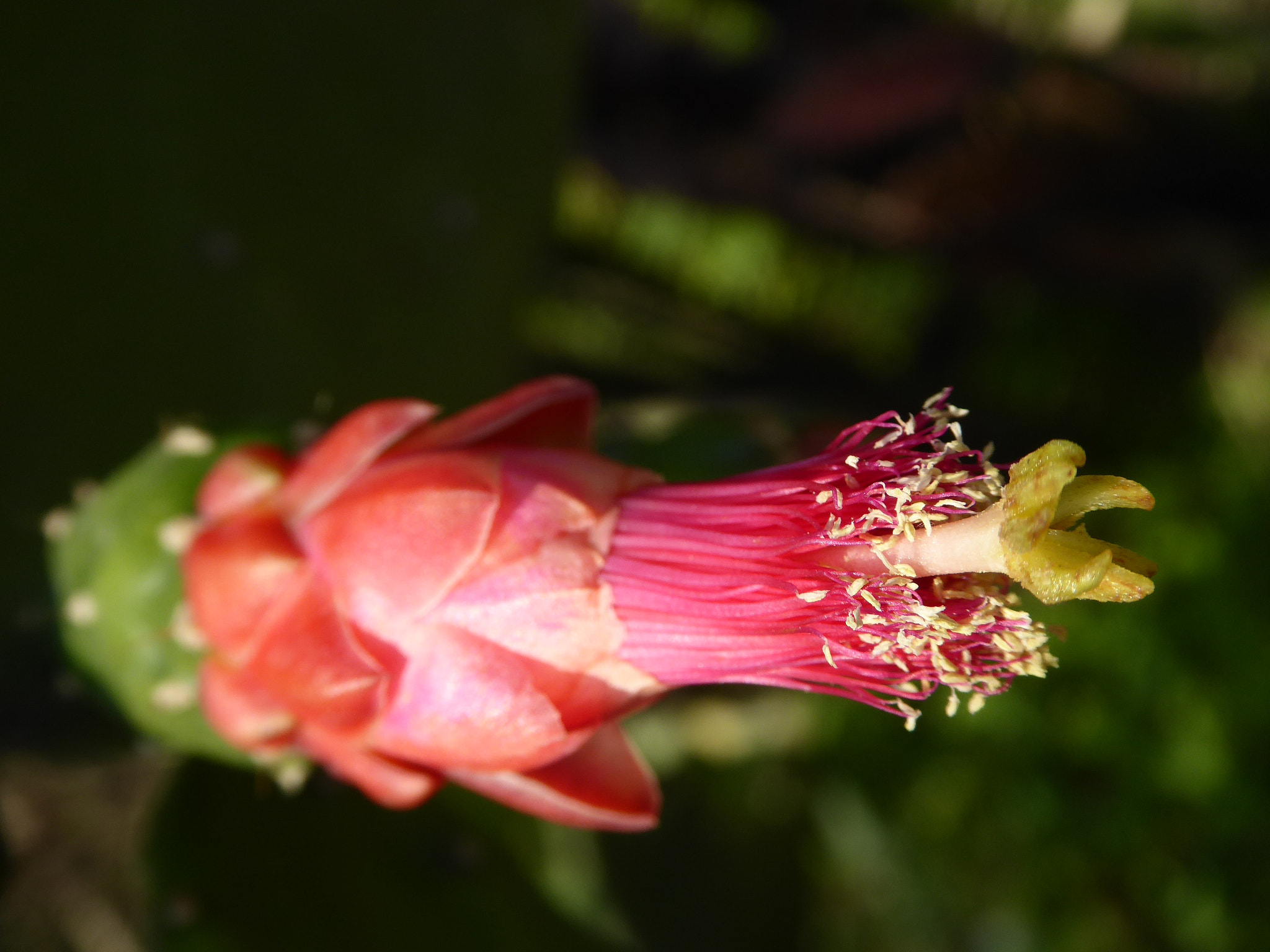 Panasonic Lumix DMC-ZS40 (Lumix DMC-TZ60) sample photo. Cactus flower photography