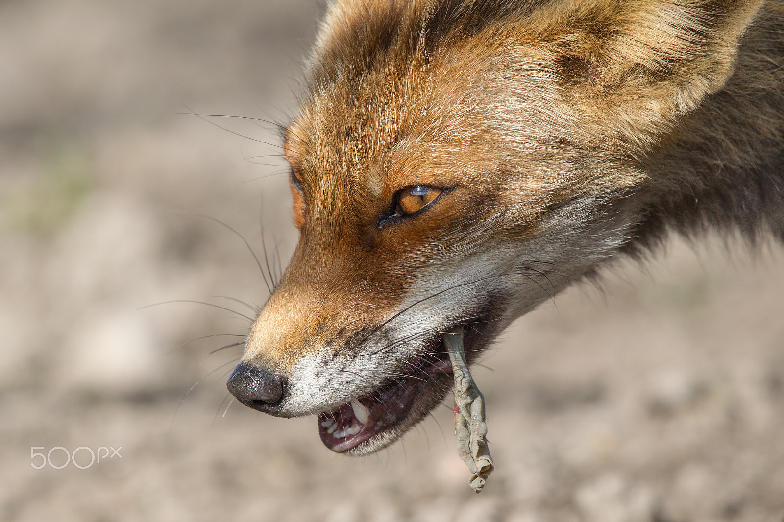 Canon EOS-1D Mark IV + Canon EF 600mm F4L IS II USM sample photo. Mc geese photography