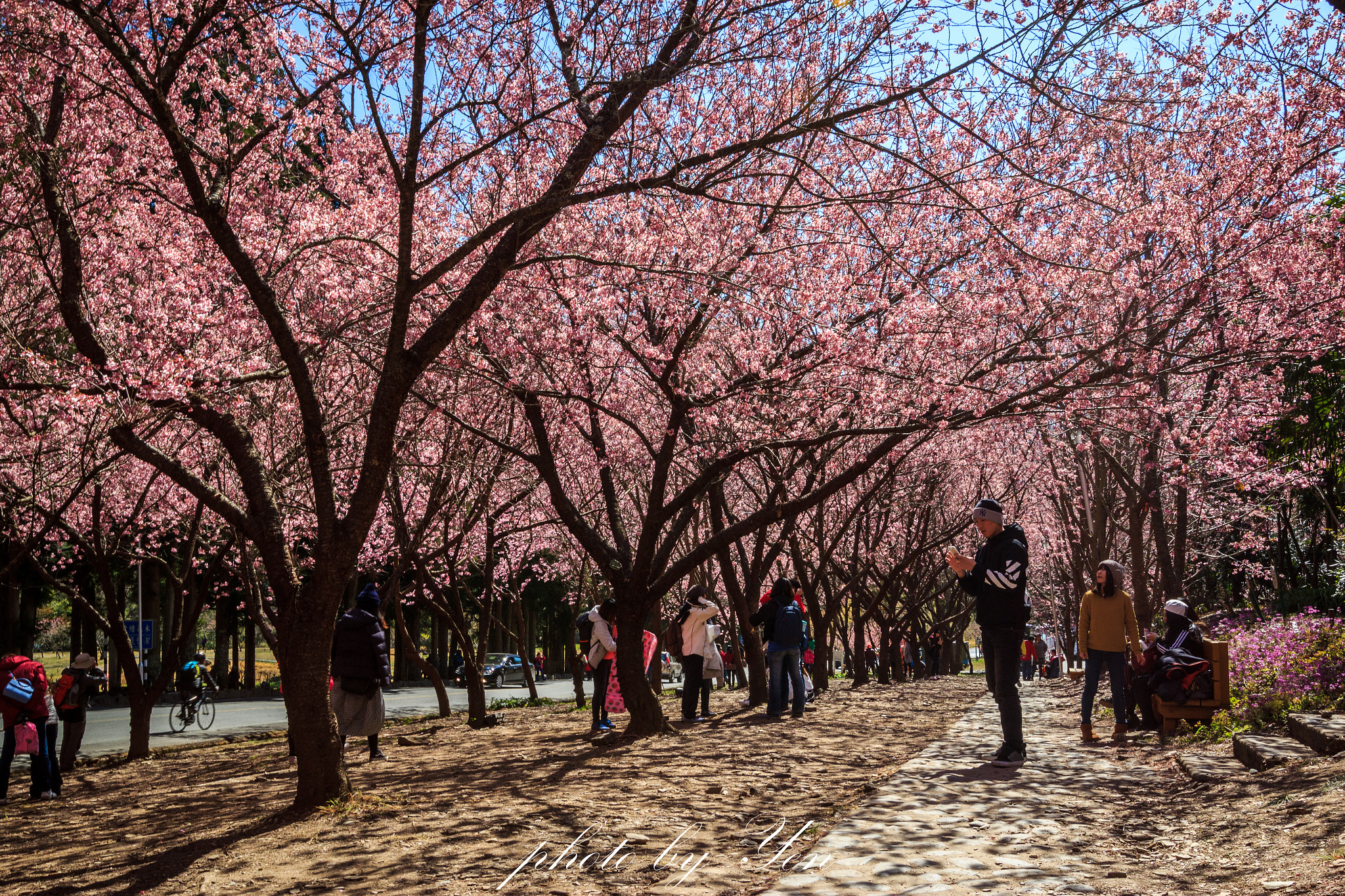 Canon EF 16-35mm F2.8L II USM sample photo. 櫻 photography