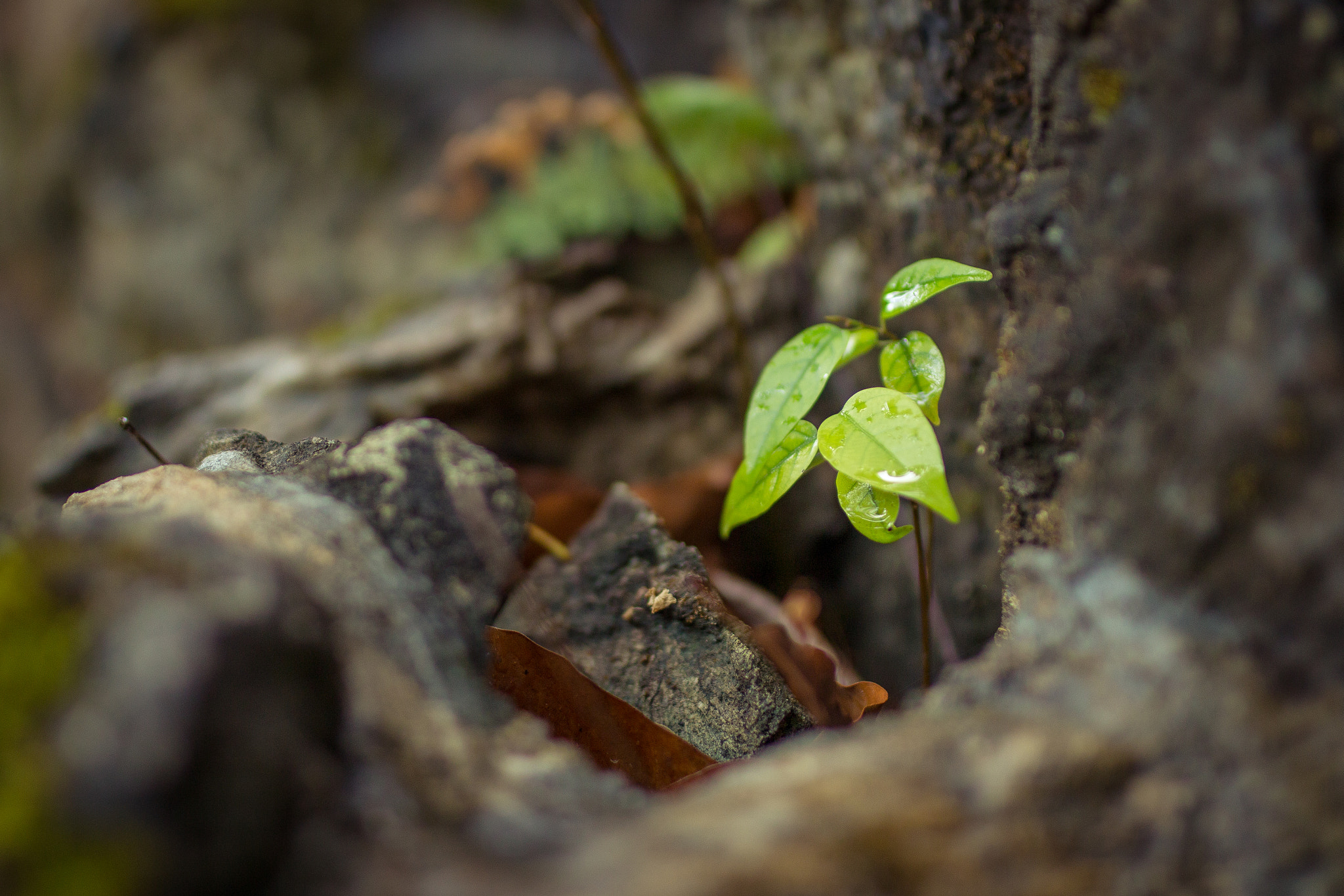 Canon EOS 70D + Sigma 35mm F1.4 DG HSM Art sample photo. Img photography