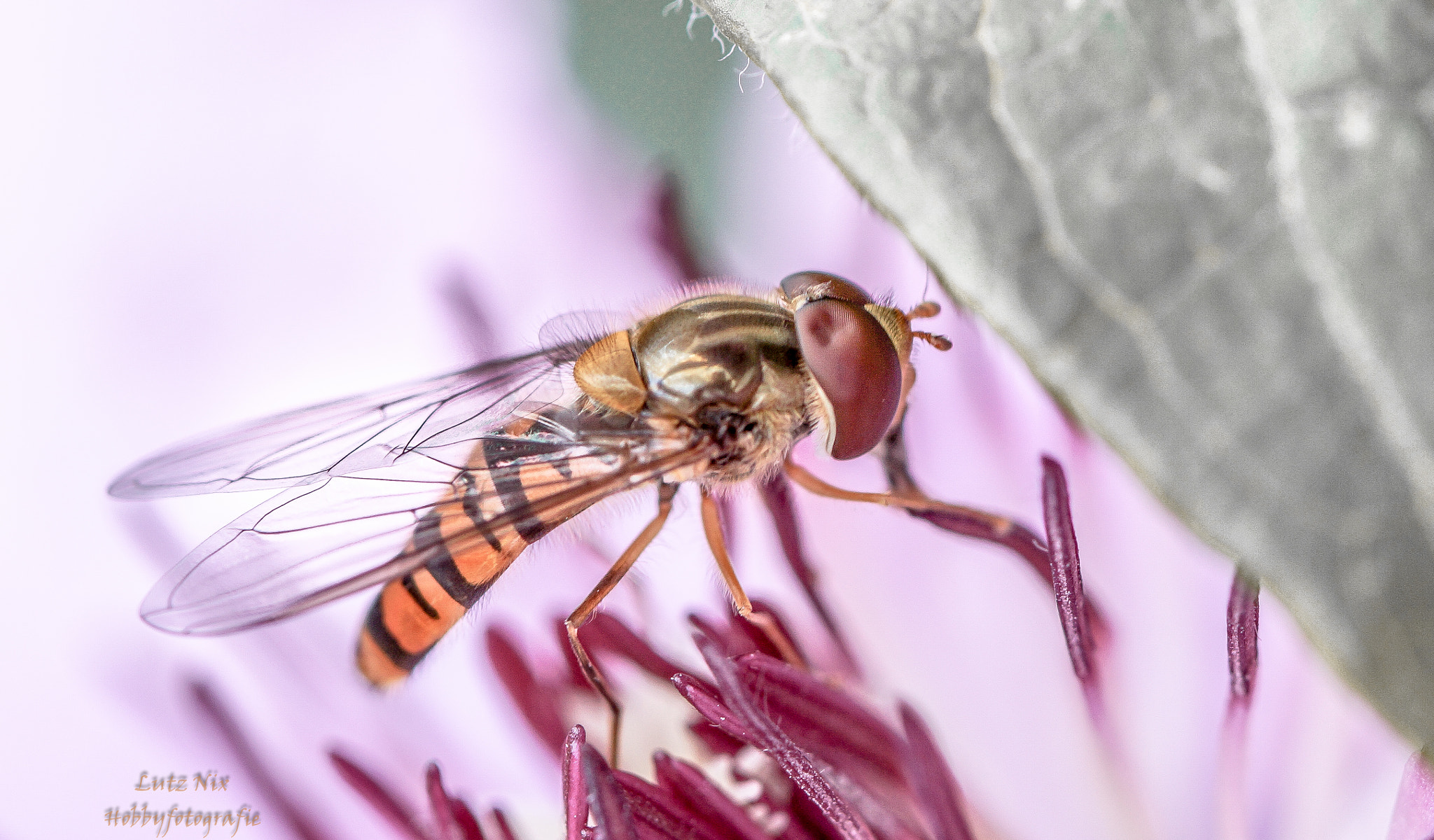 Sony SLT-A65 (SLT-A65V) + 90mm F2.8 Macro SSM sample photo. Hoverfly photography