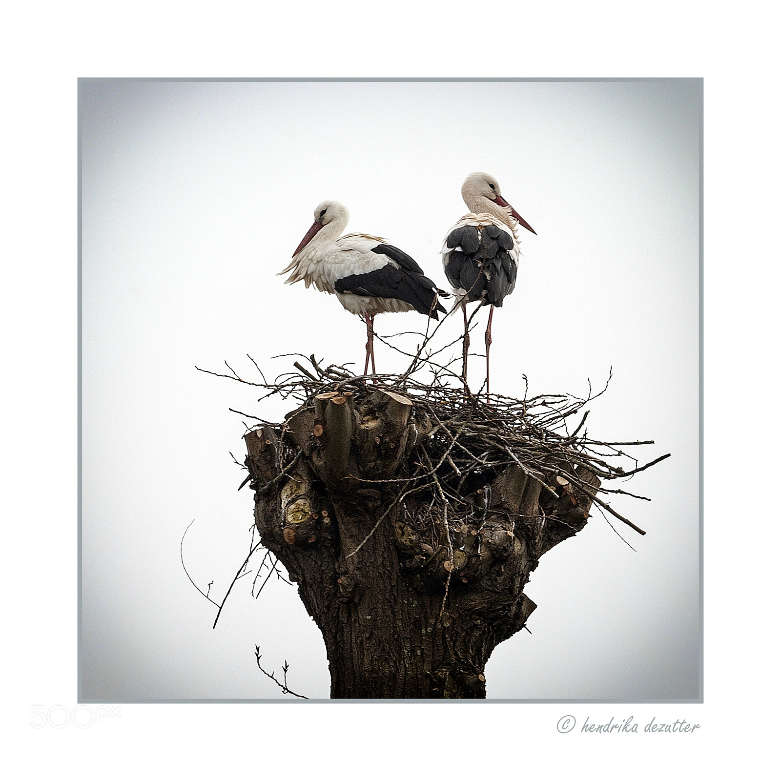 Nikon D3 sample photo. A couple storks photography