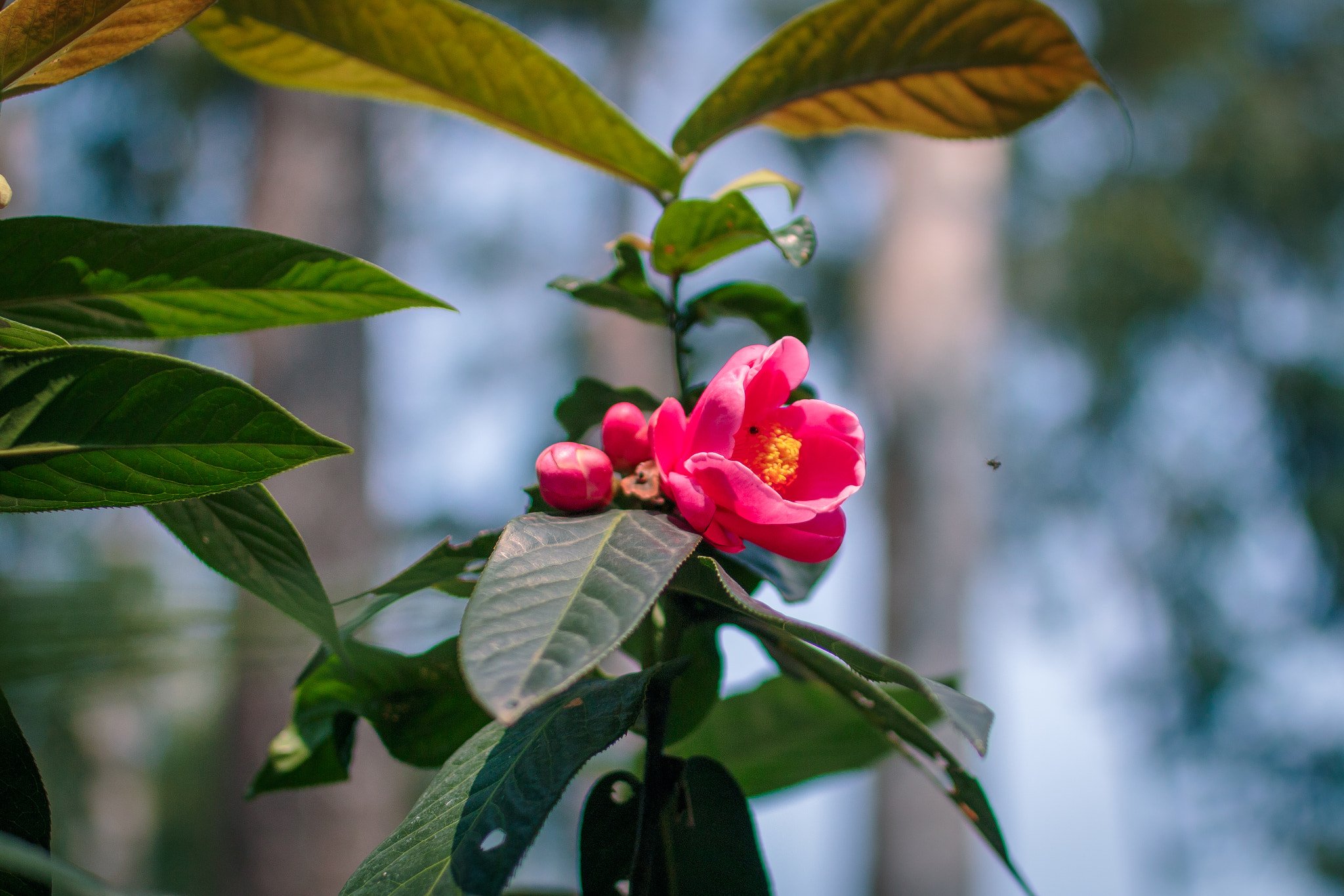 Canon EOS 70D + Sigma 35mm F1.4 DG HSM Art sample photo. Img photography