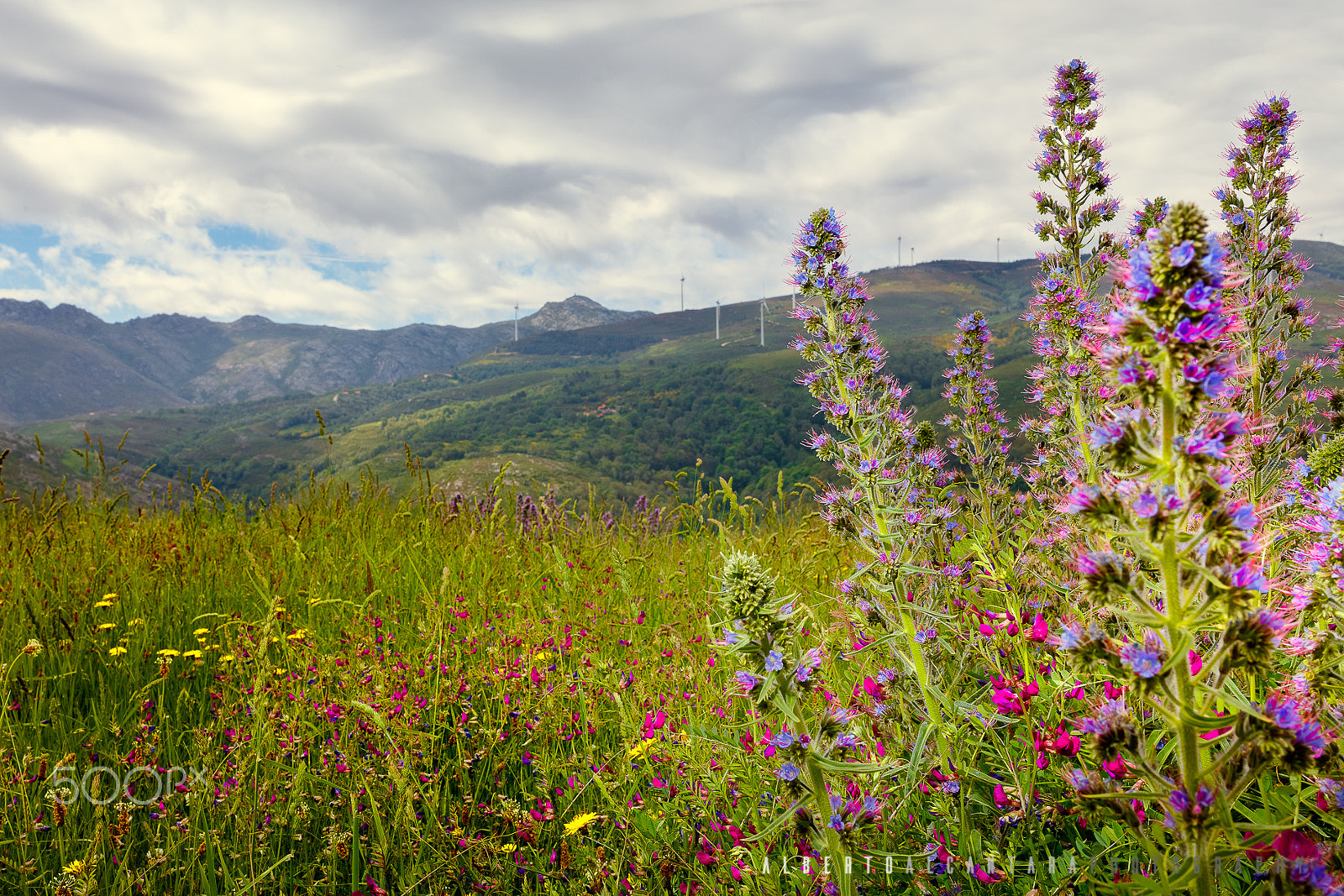 Sigma 35mm F1.4 DG HSM Art sample photo. Peneda-geres national park photography