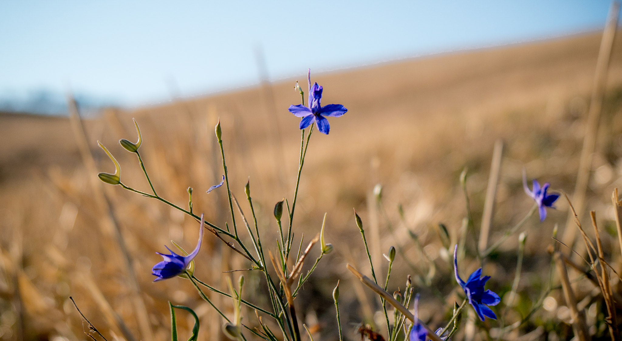 Panasonic Lumix DMC-G6 sample photo. Little blue flowers photography