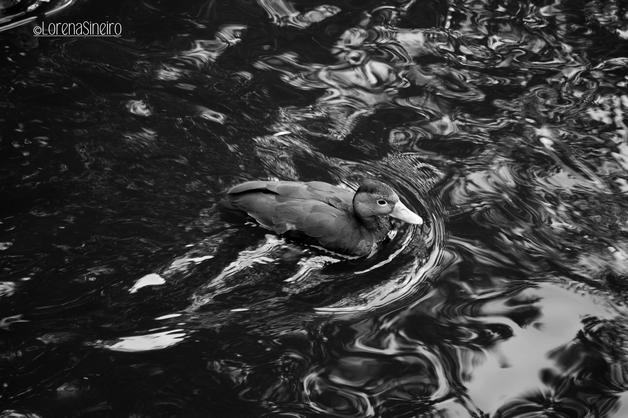 Canon EOS 1000D (EOS Digital Rebel XS / EOS Kiss F) + Canon EF-S 18-55mm F3.5-5.6 IS II sample photo. Little duck in the lake photography