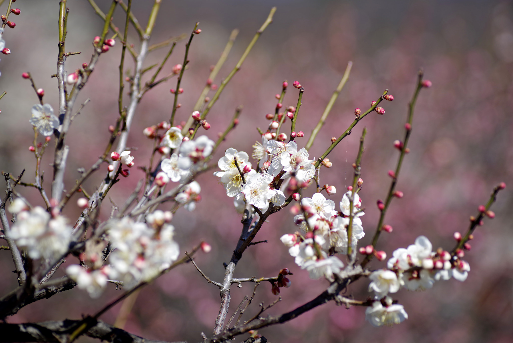 Pentax K-1 sample photo. Plum days photography