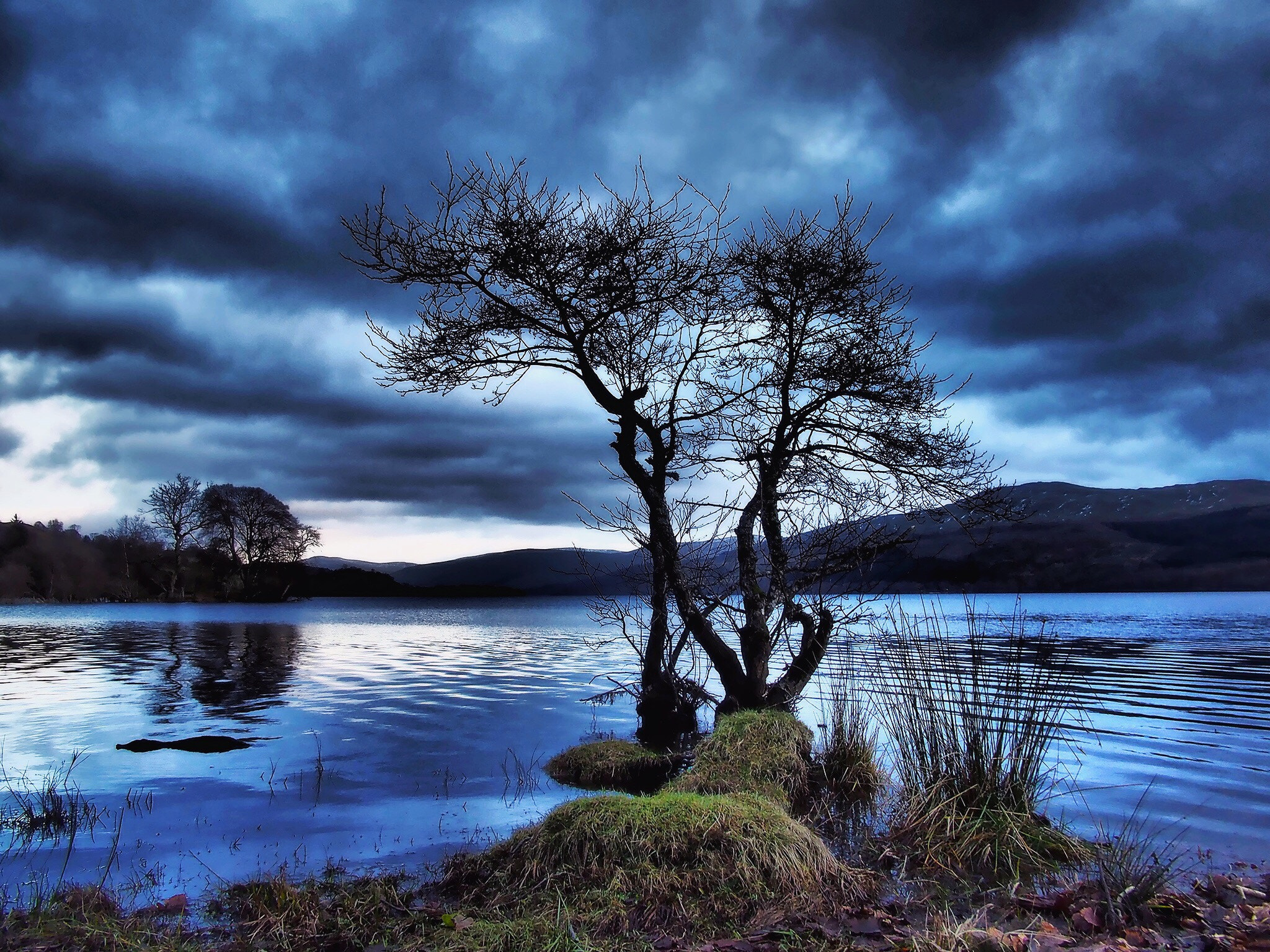 Olympus OM-D E-M1 + Panasonic Lumix G 14mm F2.5 ASPH sample photo. Tree on loch tay photography