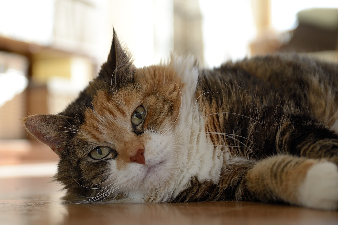 Sigma 17-50mm F2.8 EX DC OS HSM sample photo. Kluseczka photography