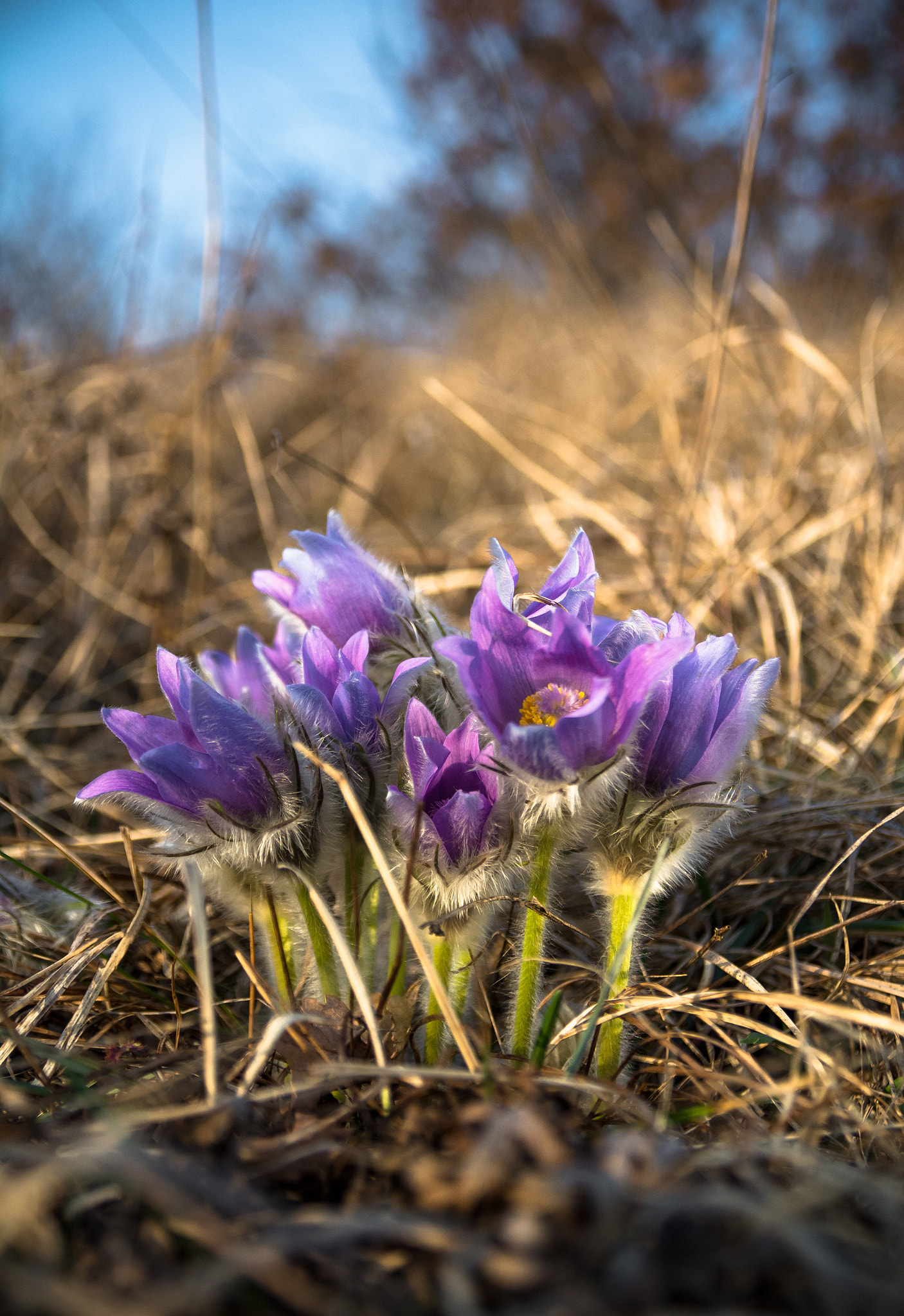 Nikon D7100 + Sigma 17-70mm F2.8-4 DC Macro OS HSM sample photo. Girl choir photography