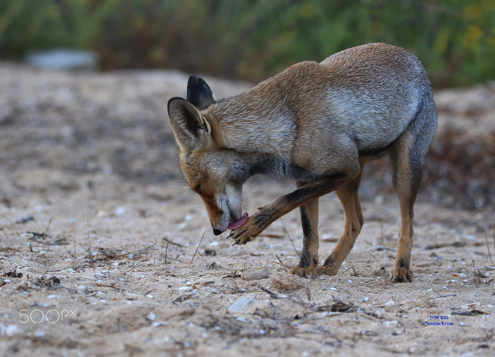 150-600mm F5-6.3 DG OS HSM | Contemporary 015 sample photo. Nature,  animals, wolf photography