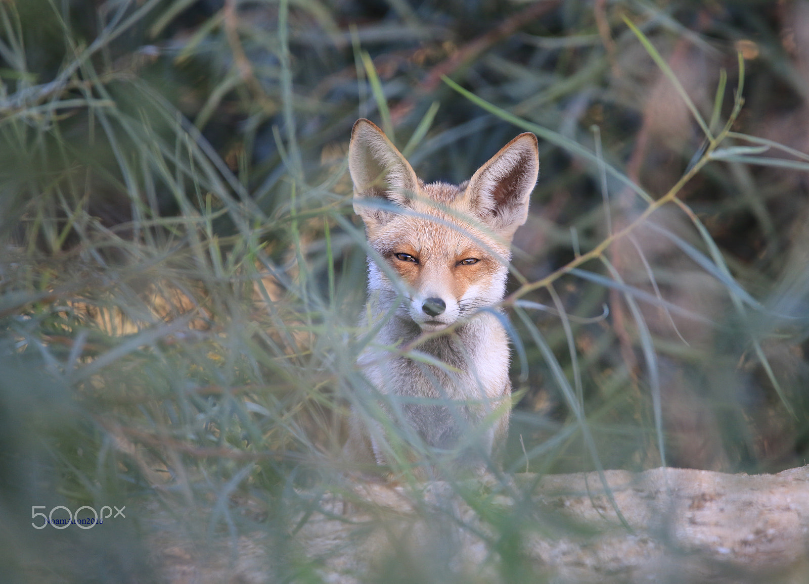 150-600mm F5-6.3 DG OS HSM | Contemporary 015 sample photo. Nature,  animals, wolf photography