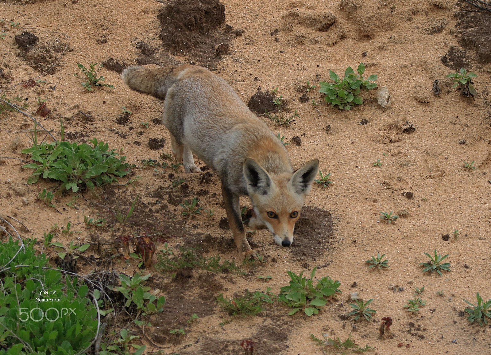 150-600mm F5-6.3 DG OS HSM | Contemporary 015 sample photo. Nature,  animals, wolf photography