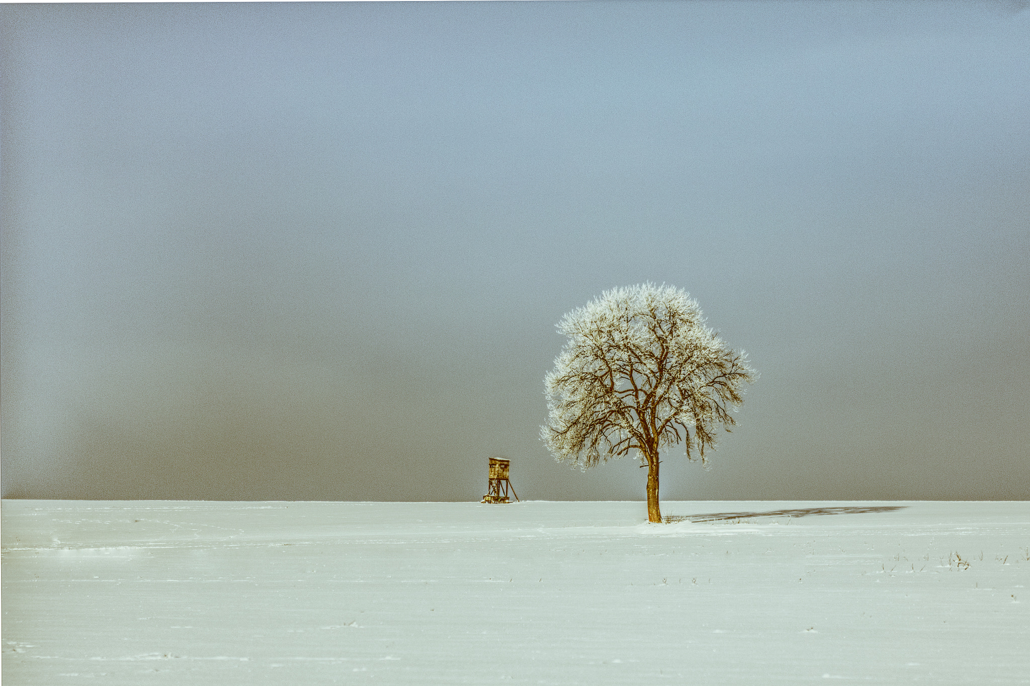 Canon EOS 60D sample photo. Winter tree photography
