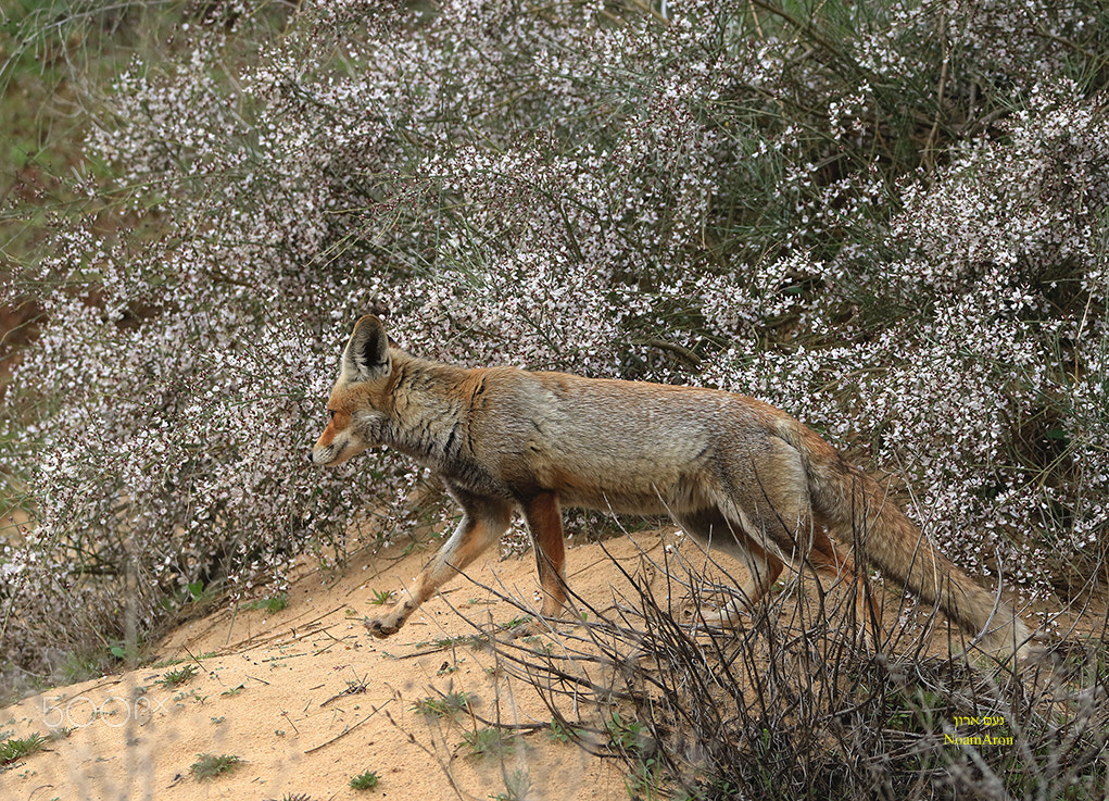 150-600mm F5-6.3 DG OS HSM | Contemporary 015 sample photo. Nature,  animals, wolf photography