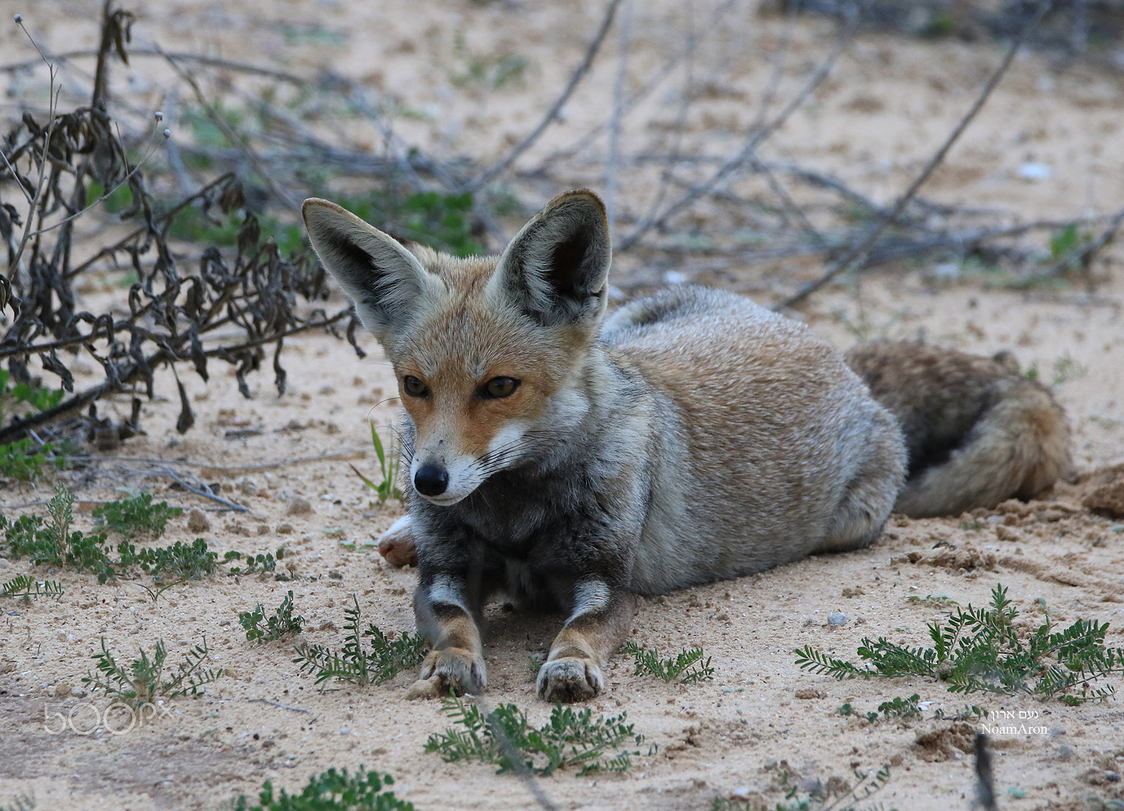 150-600mm F5-6.3 DG OS HSM | Contemporary 015 sample photo. Nature,  animals, wolf photography