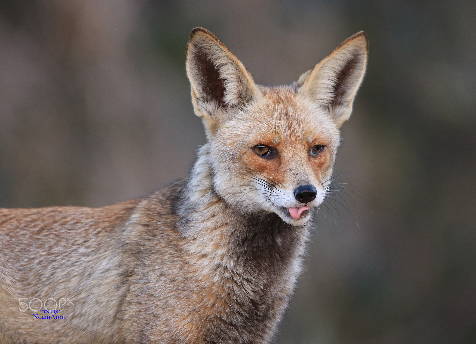 150-600mm F5-6.3 DG OS HSM | Contemporary 015 sample photo. Nature,  animals, wolf photography