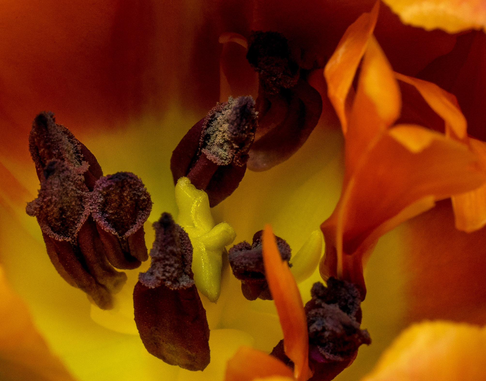 Sony a7 sample photo. Microkosmos of a tulip photography