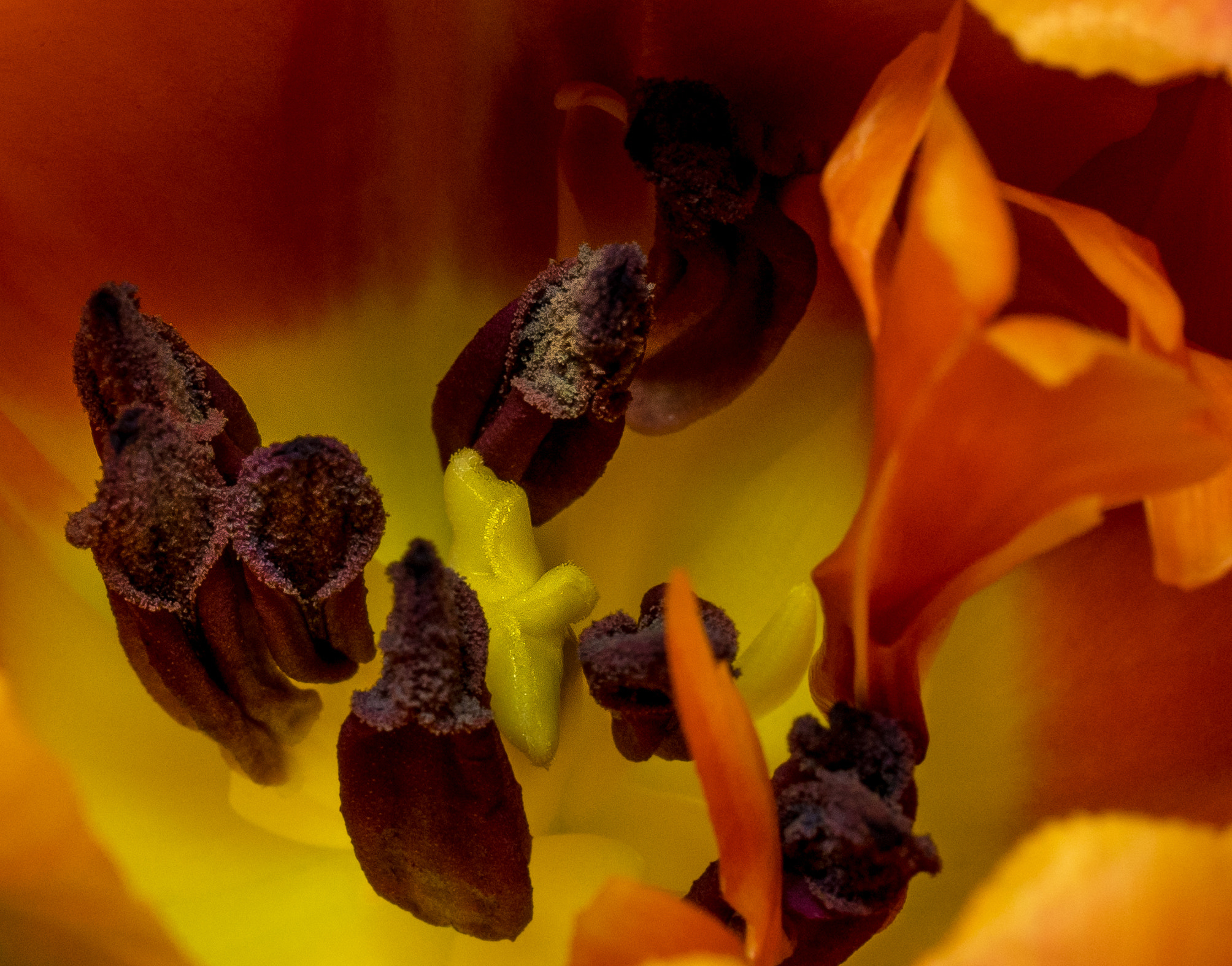 Sony a7 + Sony FE 90mm F2.8 Macro G OSS sample photo. Microkosmos of a tulip photography