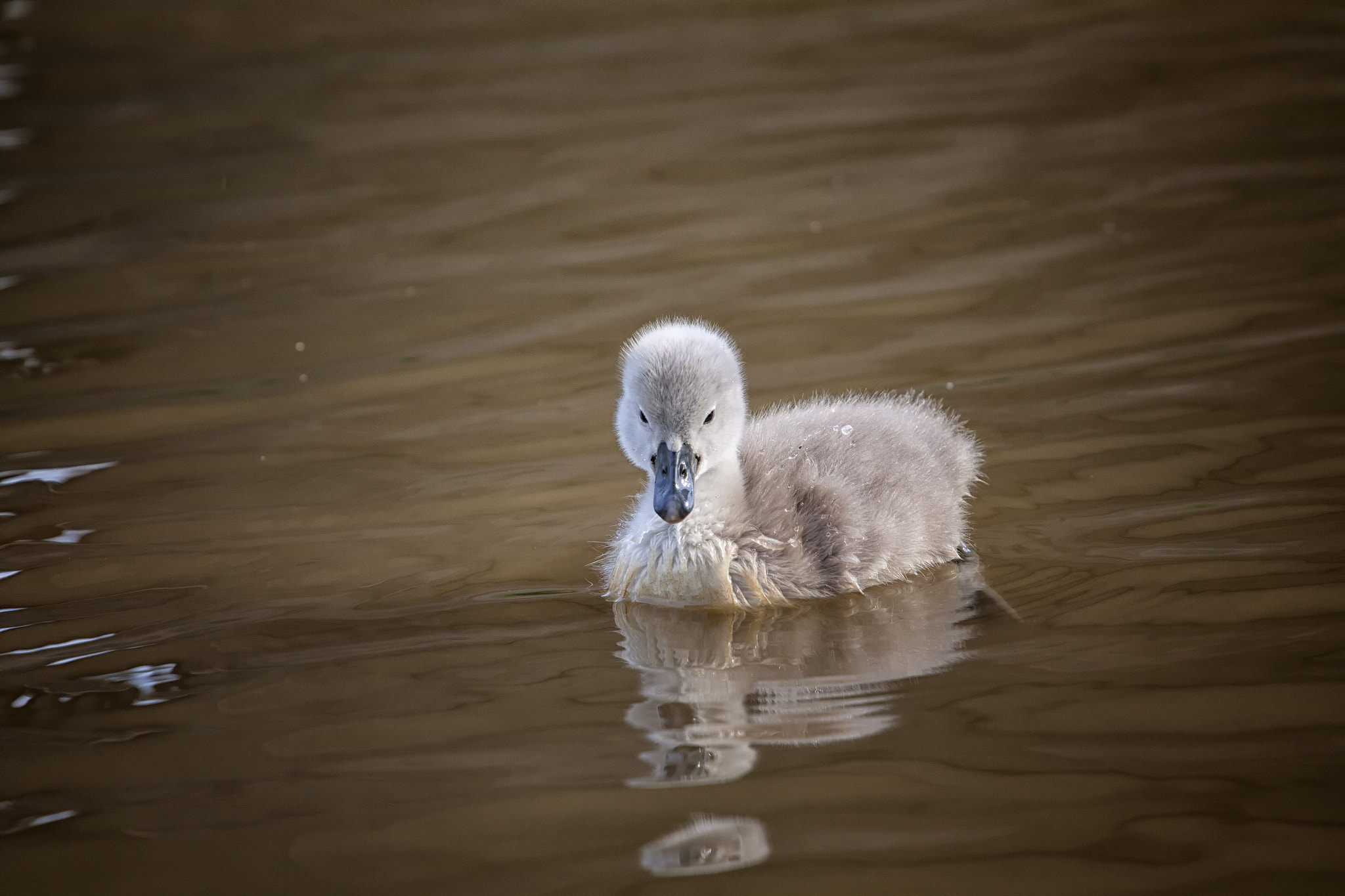 Canon EOS 50D + Canon EF 70-200mm F4L USM sample photo. Baby swan photography