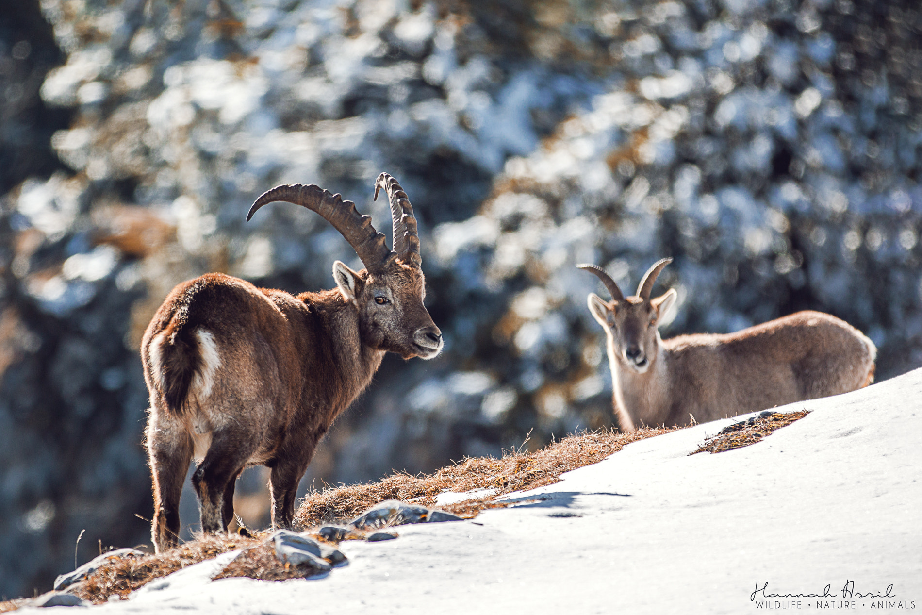 Canon EF 70-200mm F2.8L IS II USM sample photo. Alpine ibex photography