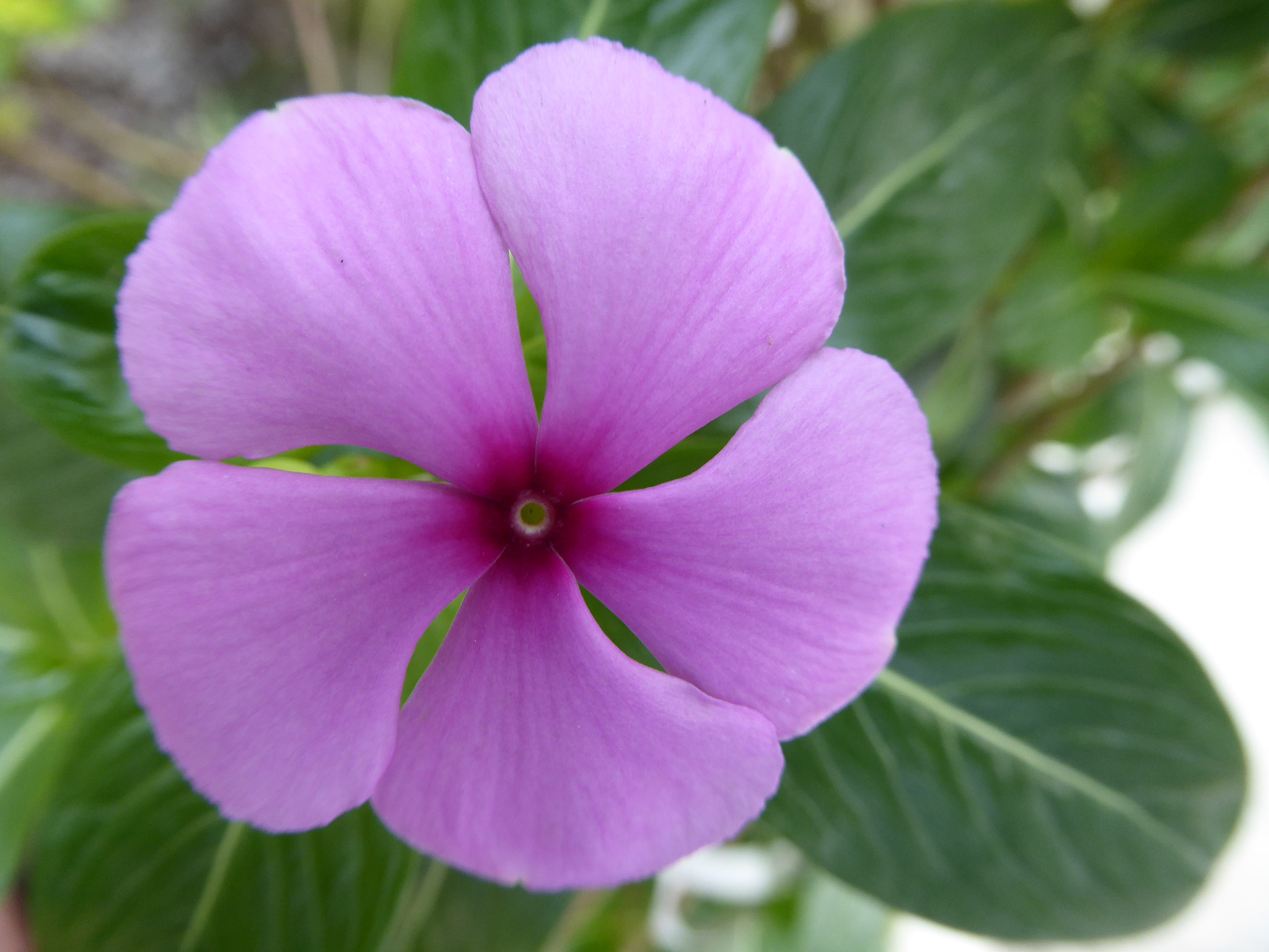 Panasonic Lumix DMC-ZS40 (Lumix DMC-TZ60) sample photo. Flowers photography