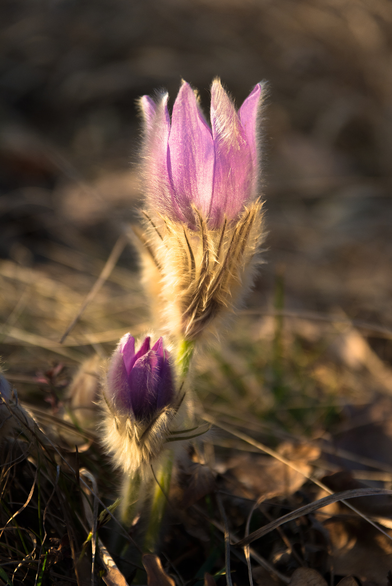 Nikon D7100 + Sigma 17-70mm F2.8-4 DC Macro OS HSM sample photo. Little sister photography