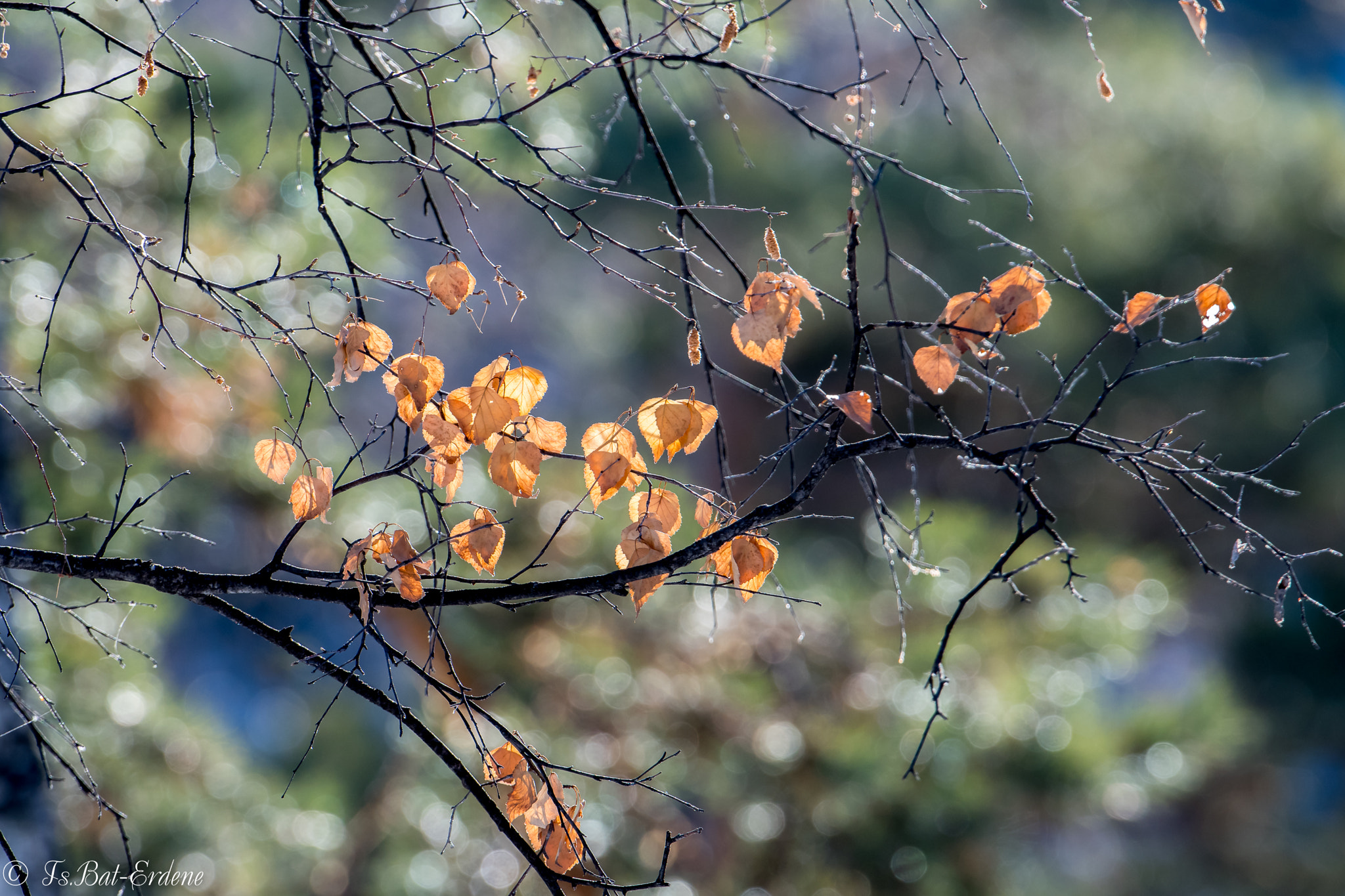 Nikon D500 sample photo. Tsbat photography