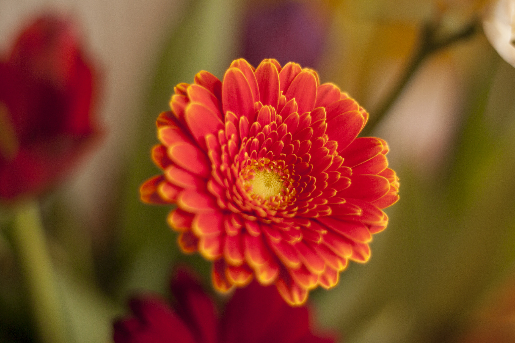 Canon EOS 50D + Canon EF 50mm F1.8 STM sample photo. Floricica photography