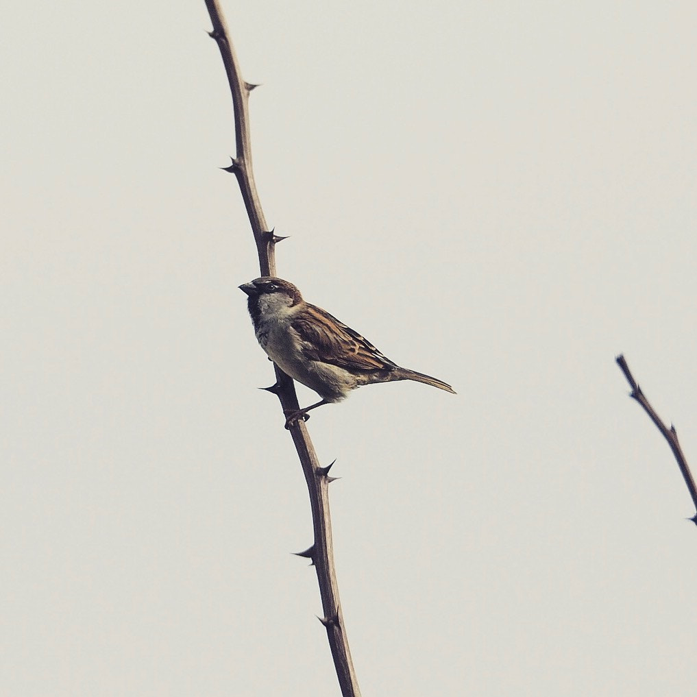 Olympus OM-D E-M10 II sample photo. Bird on branch photography