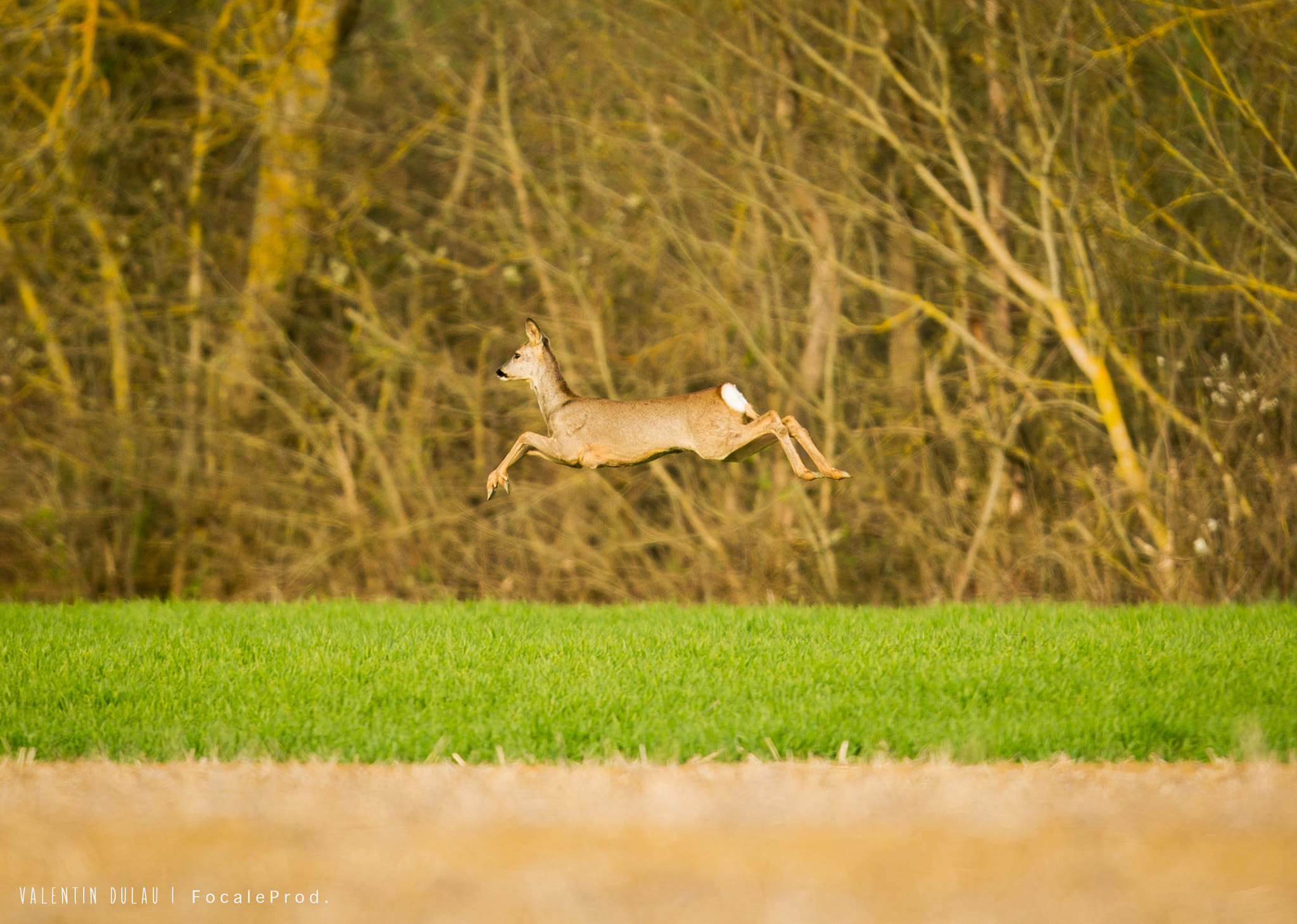 Canon EF 400mm F2.8L IS USM sample photo. L'envol du chevreuil photography