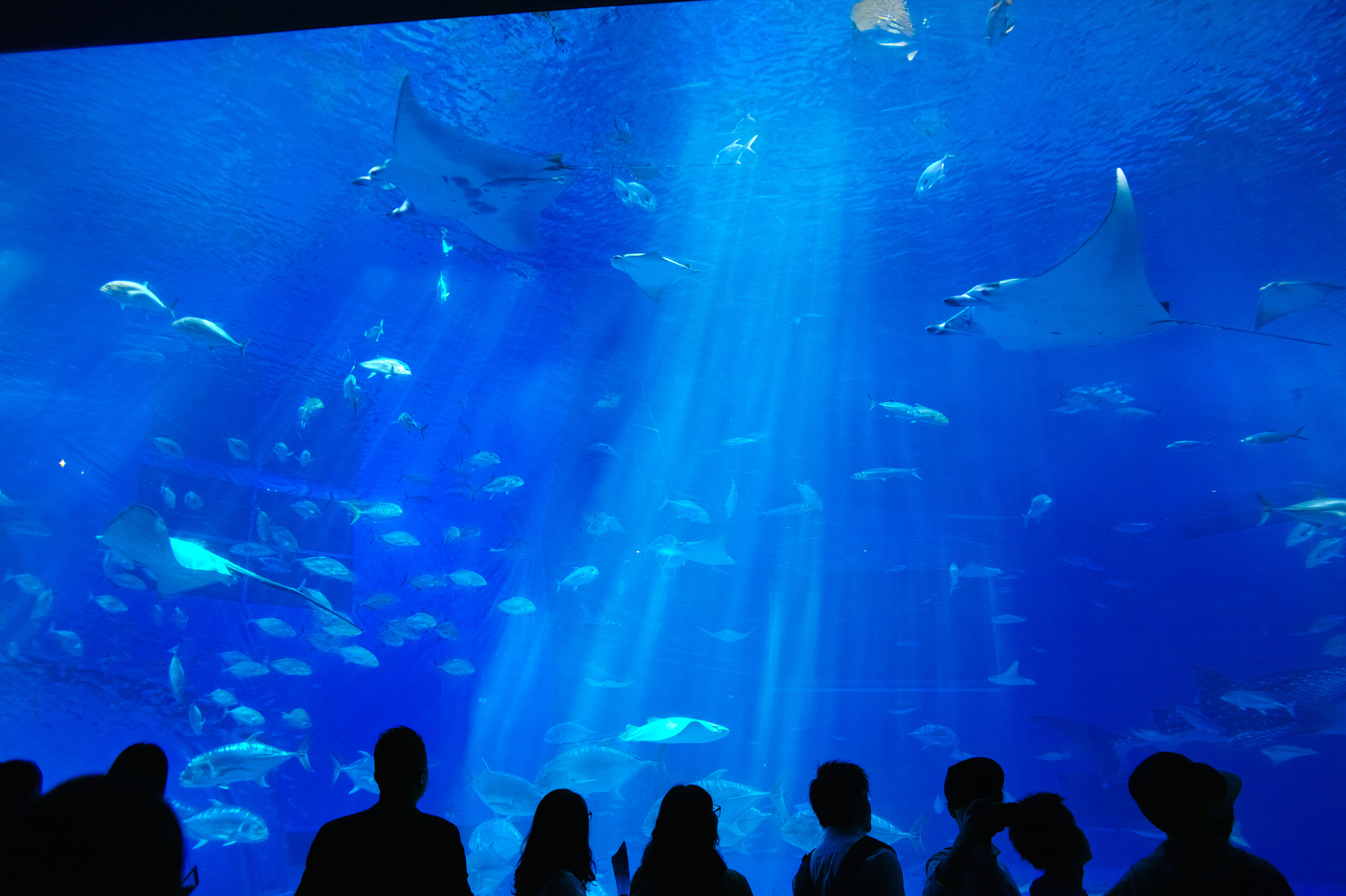 Sigma DP1 Merrill sample photo. Aquarium photography