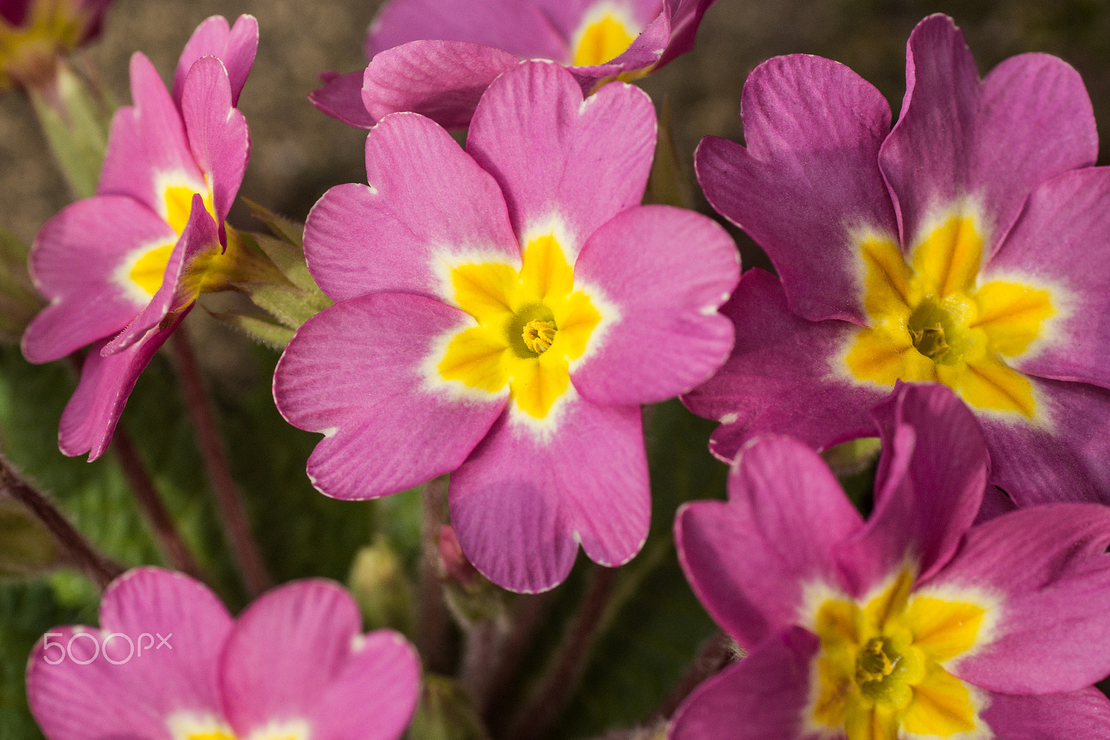 Sony SLT-A77 + Tamron SP AF 90mm F2.8 Di Macro sample photo. First colours of spring. photography