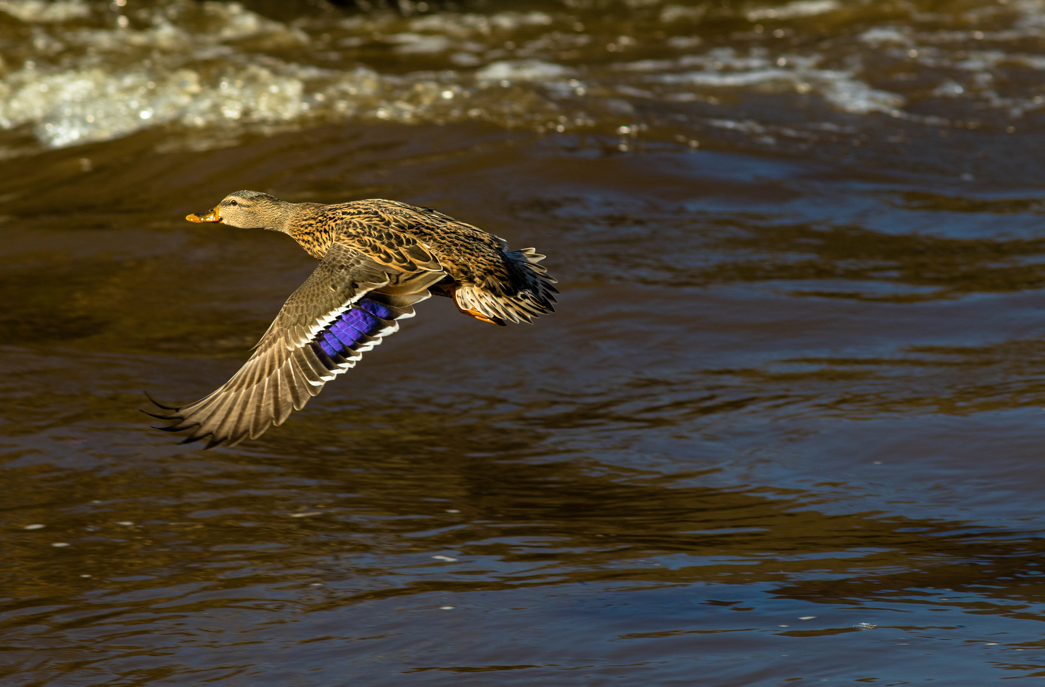 Canon EOS 7D Mark II + Canon EF 200mm F2.8L II USM sample photo. Ente im flug  über der enz bei pforzheim photography