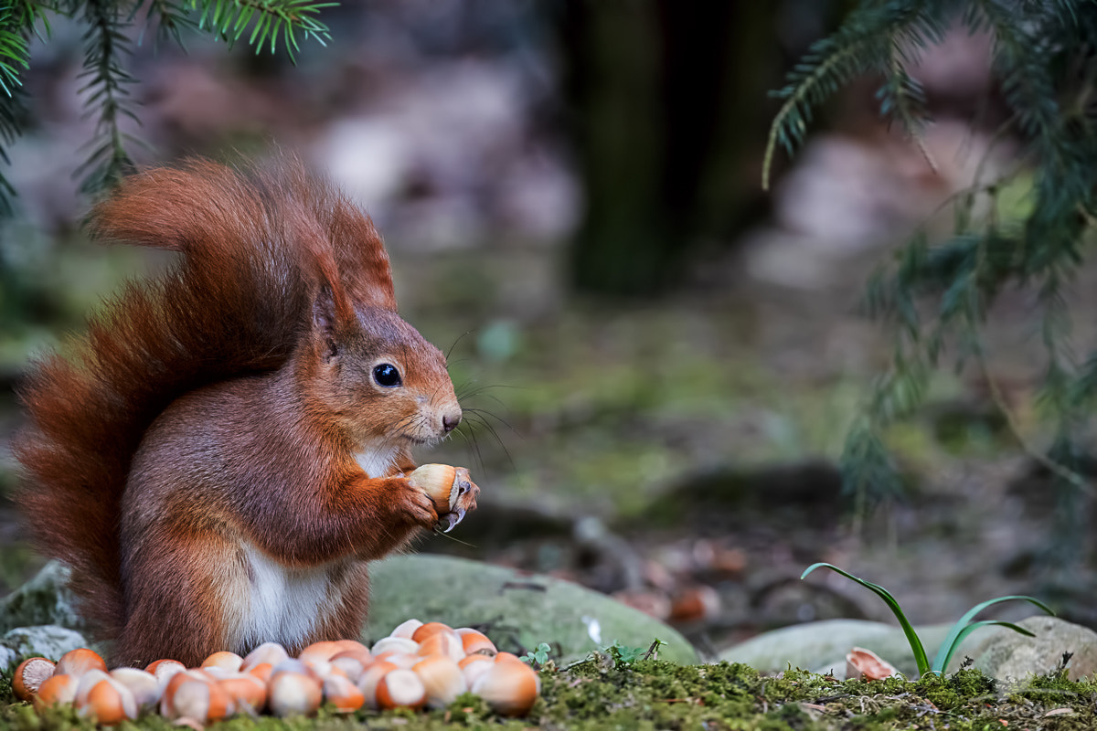 Canon EF 200-400mm F4L IS USM Extender 1.4x sample photo. Squirrel - eichhörnchen (sciurus vulgaris) photography