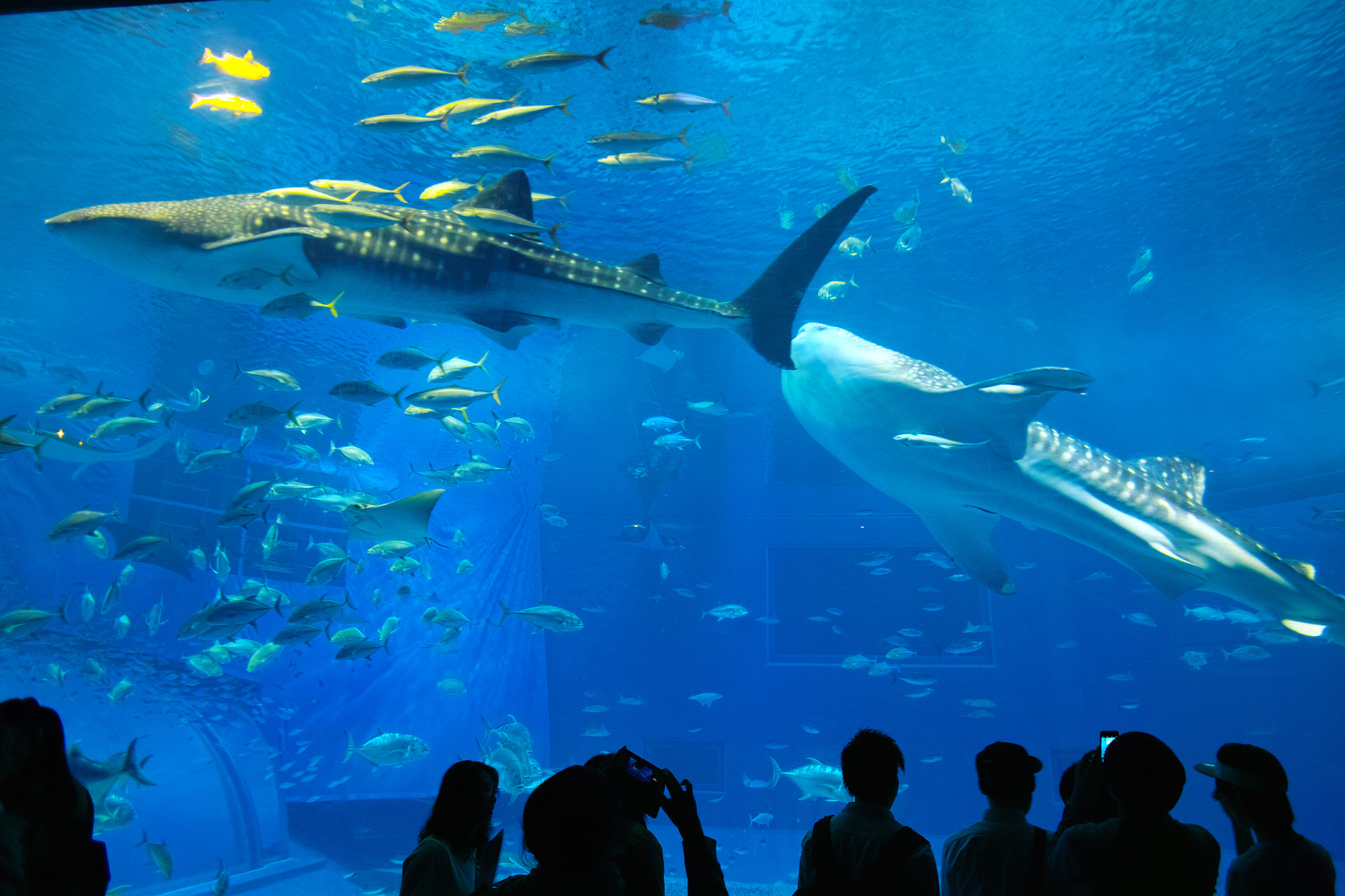 Sigma 19mm F2.8 sample photo. Aquarium photography