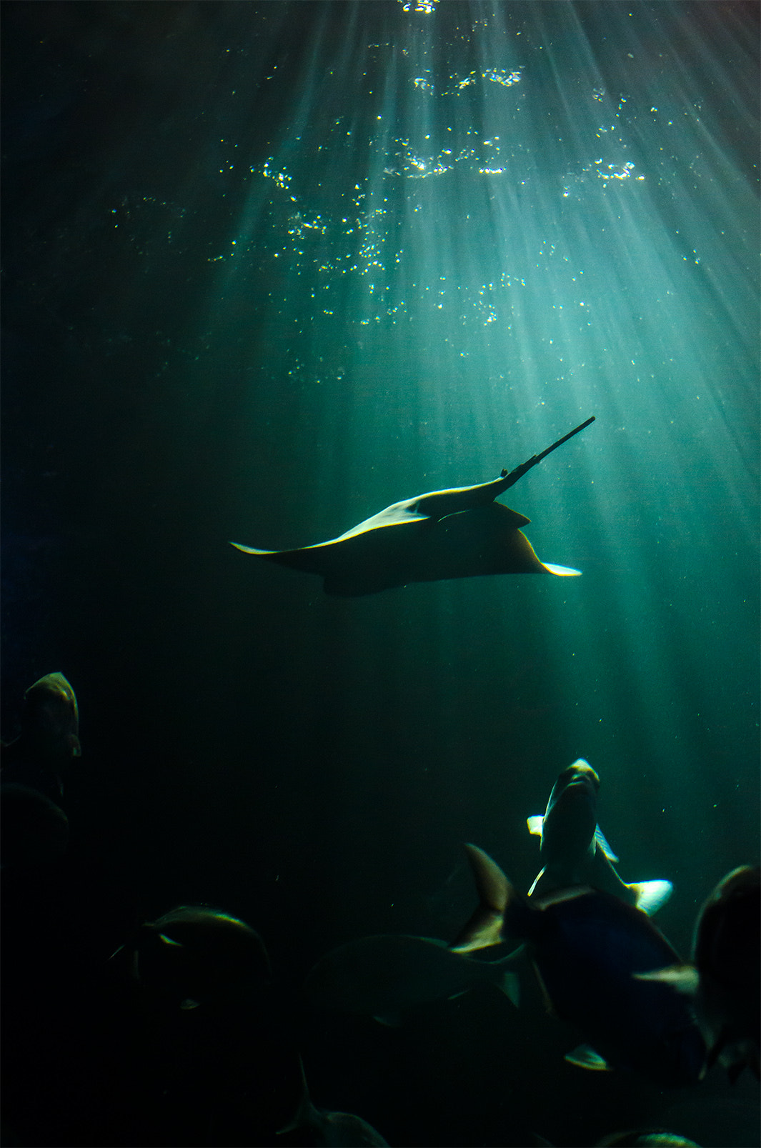 Nikon D7000 + Nikon AF-S Nikkor 50mm F1.4G sample photo. Seaworld königswinter, germany photography