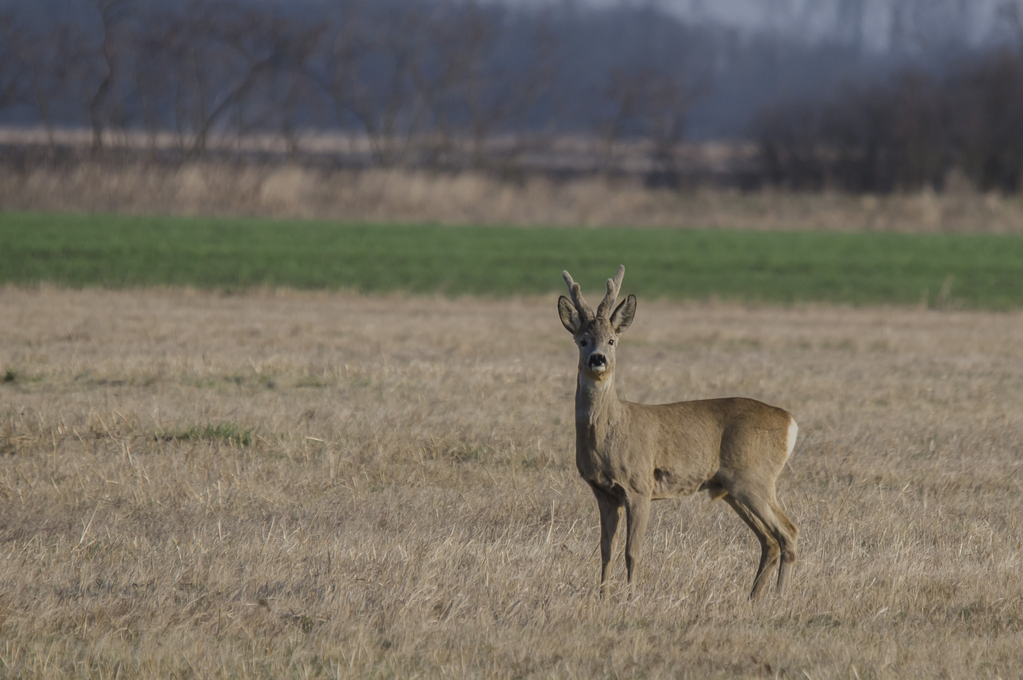 Nikon D7000 + Sigma 120-400mm F4.5-5.6 DG OS HSM sample photo