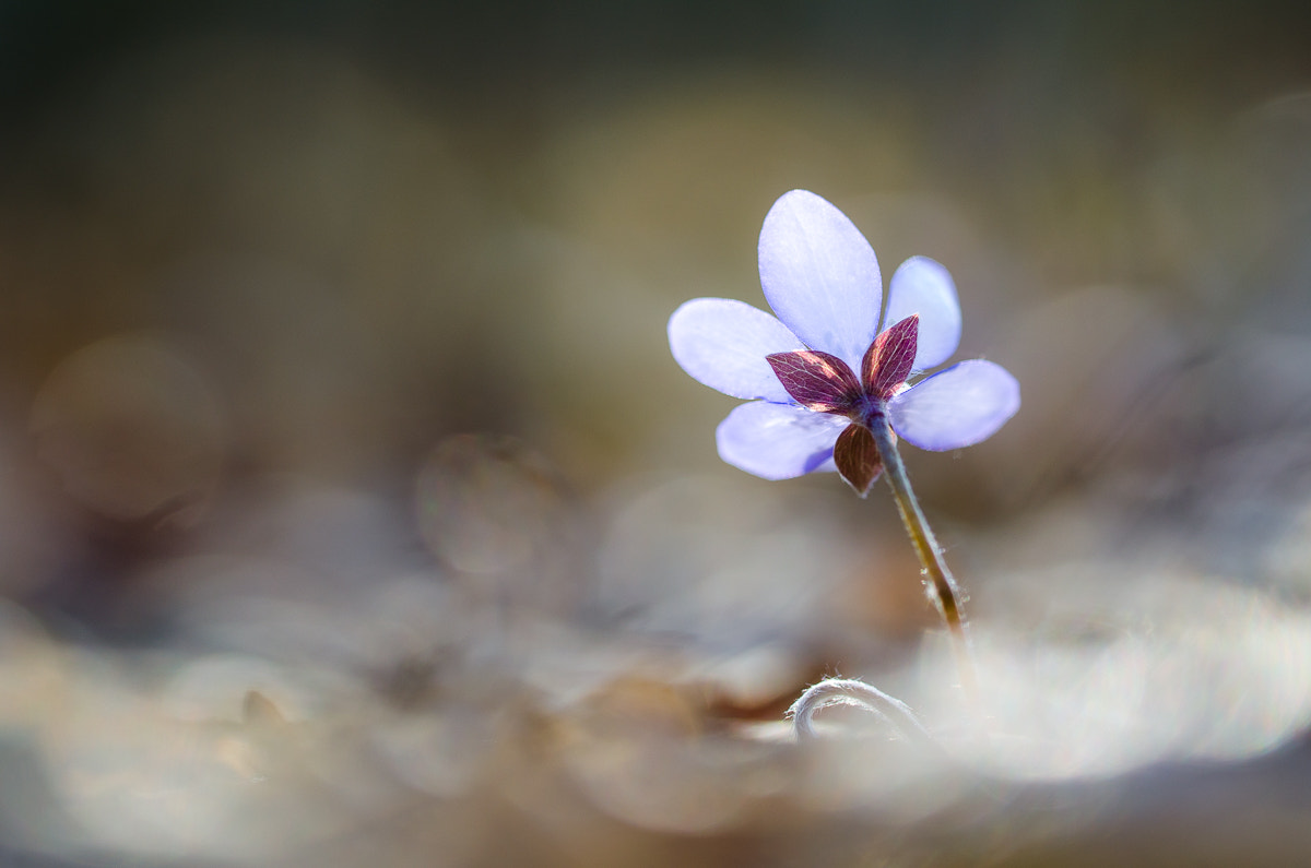 Nikon D5100 + Sigma 150mm F2.8 EX DG OS Macro HSM sample photo. Leberblümchen photography