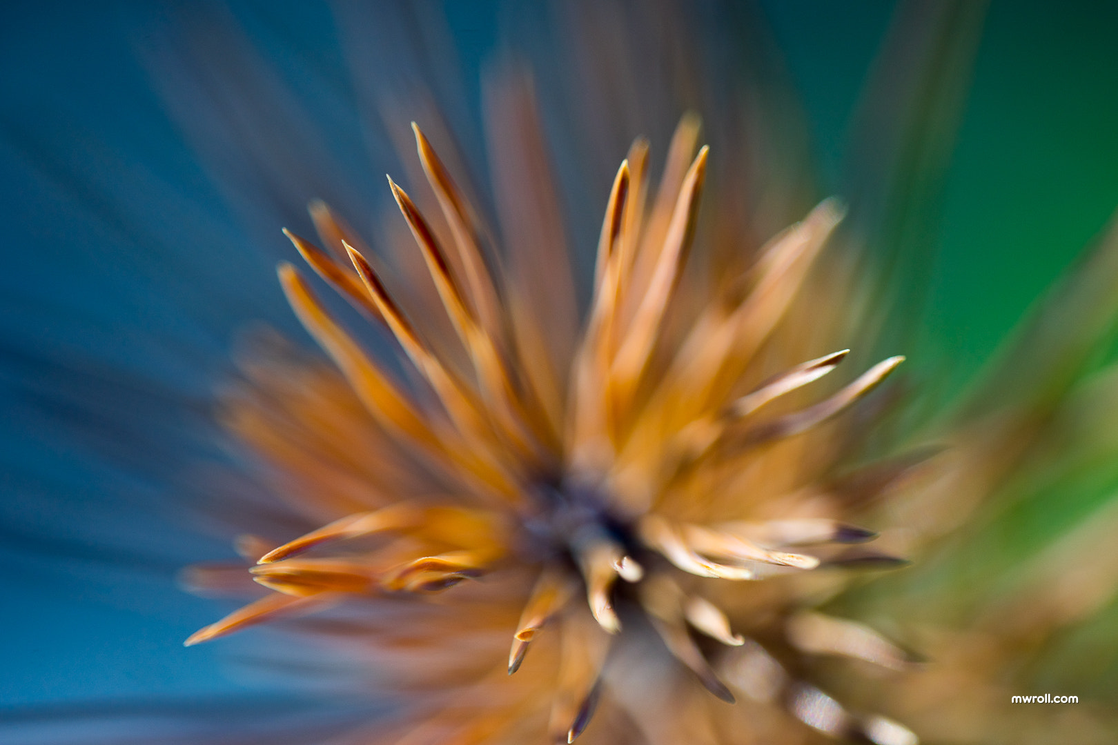 Sony a7 sample photo