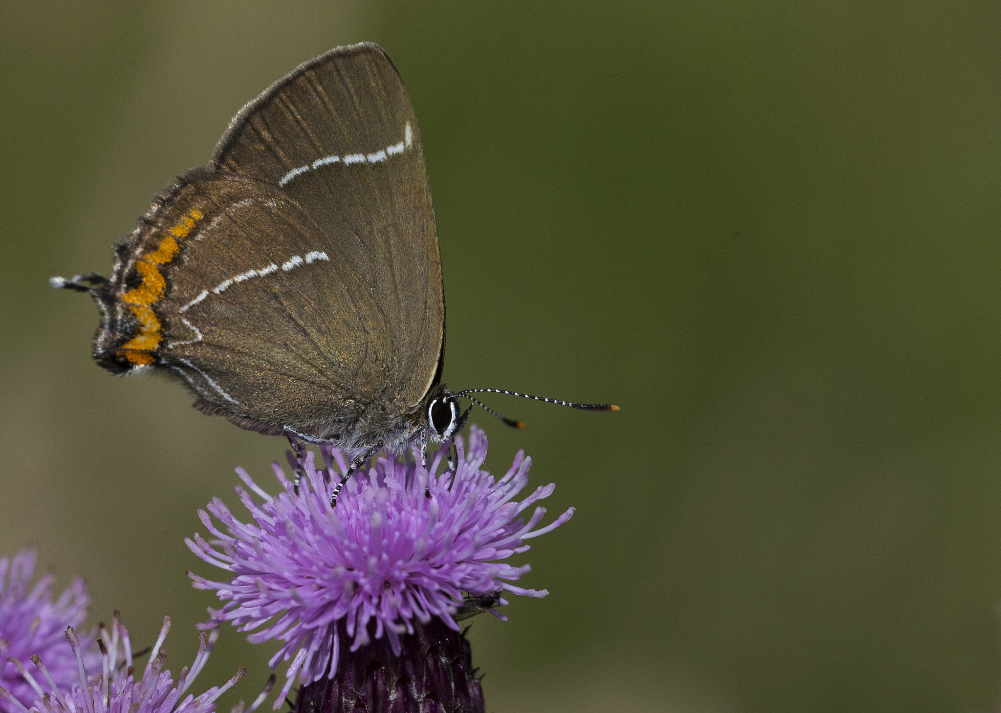 Sigma 150mm f/2.8 EX DG OS HSM APO Macro sample photo. Satyrium w album photography