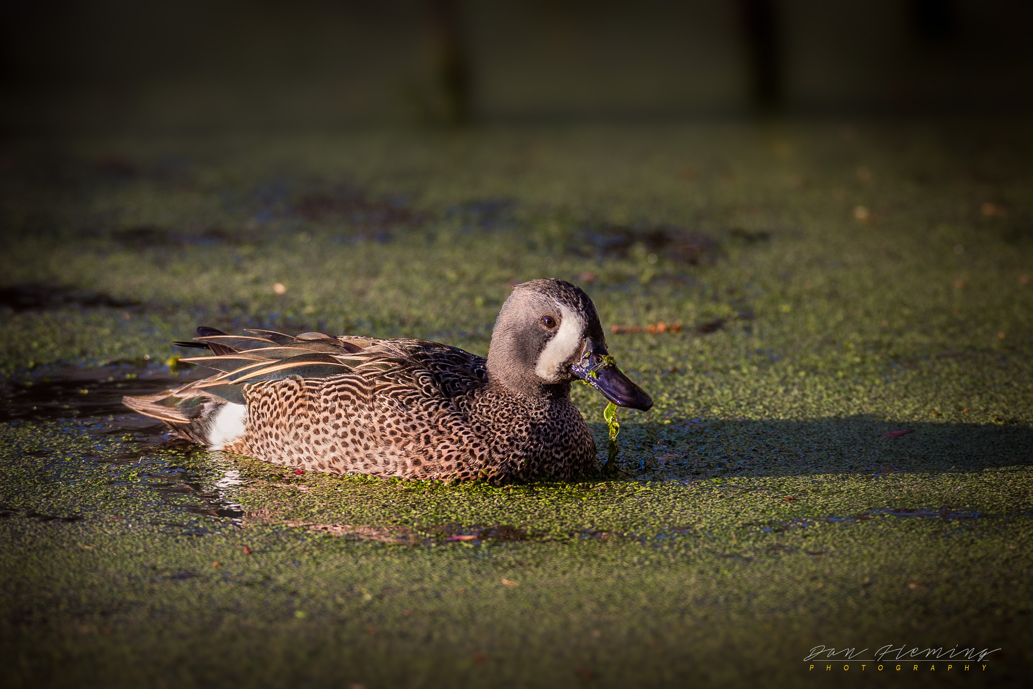 Canon EOS-1D X + Canon EF 600mm f/4L IS sample photo. Munching on duckweed photography