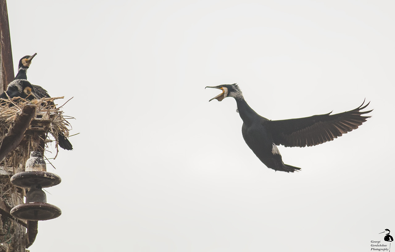 Canon EOS 70D + Canon EF 400mm F5.6L USM sample photo. Great cormorant photography