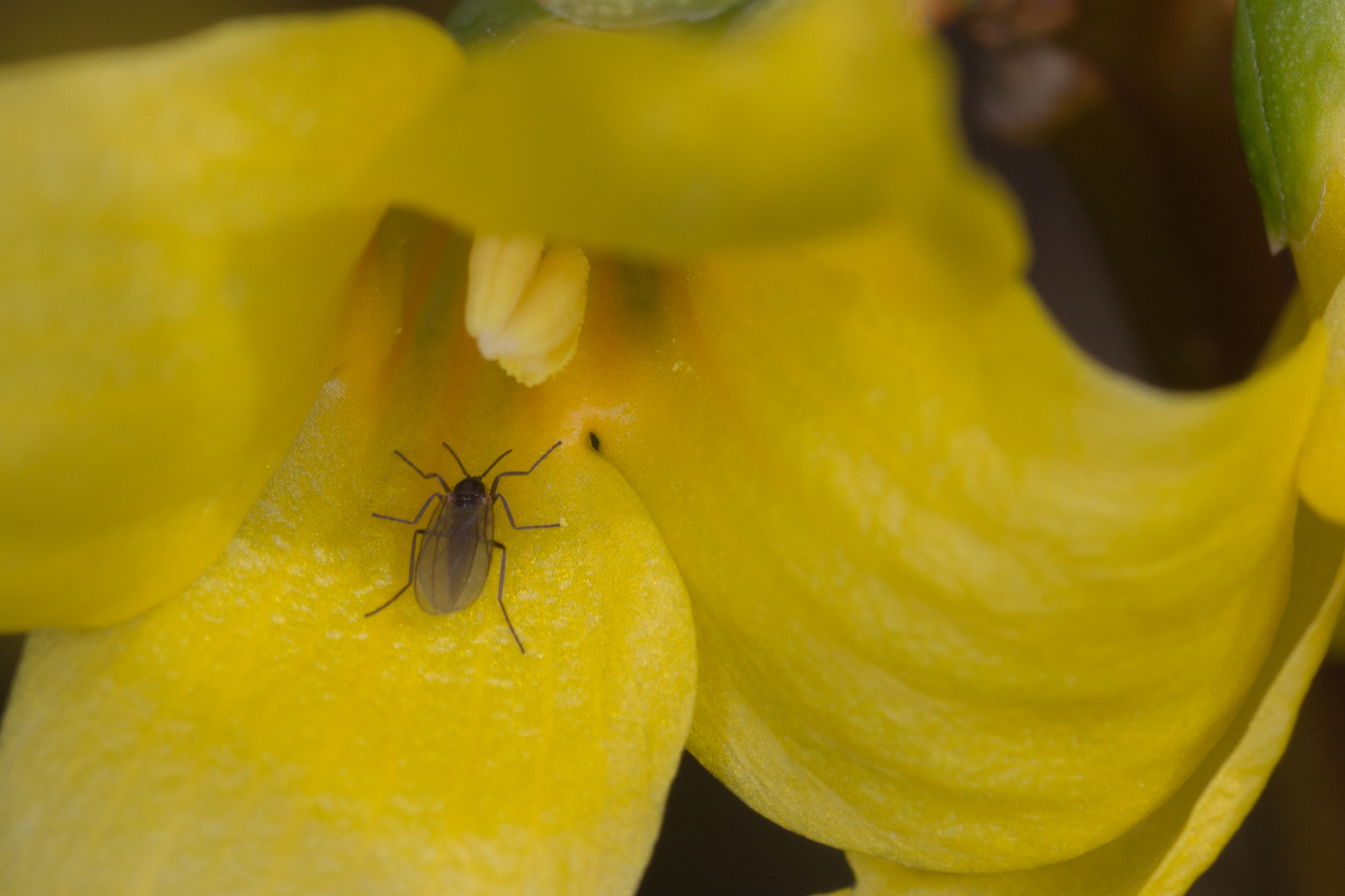 Canon EOS 700D (EOS Rebel T5i / EOS Kiss X7i) + Tamron SP AF 90mm F2.8 Di Macro sample photo. Forsythia photography