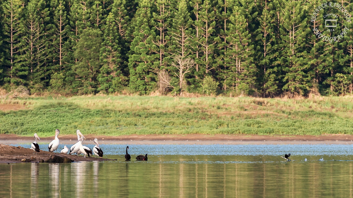 Nikon AF-S Nikkor 70-200mm F2.8G ED VR II sample photo. Pelicans photography