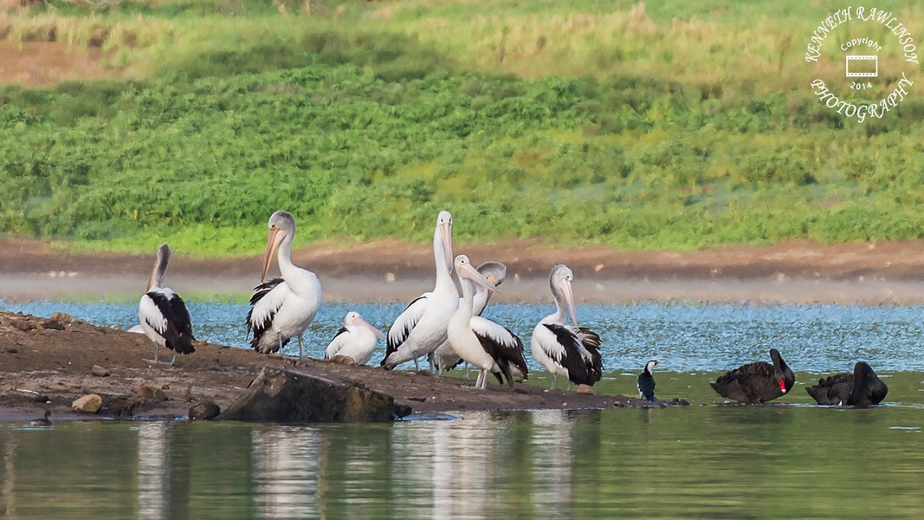 Nikon AF-S Nikkor 70-200mm F2.8G ED VR II sample photo. Pelicans photography