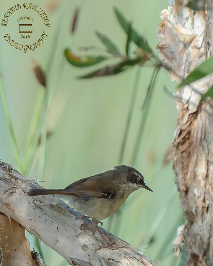 Nikon AF-S Nikkor 70-200mm F2.8G ED VR II sample photo. Bird photography