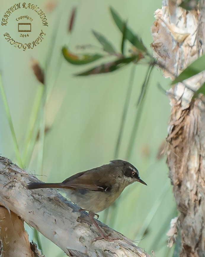 Nikon D800E sample photo. Bird photography