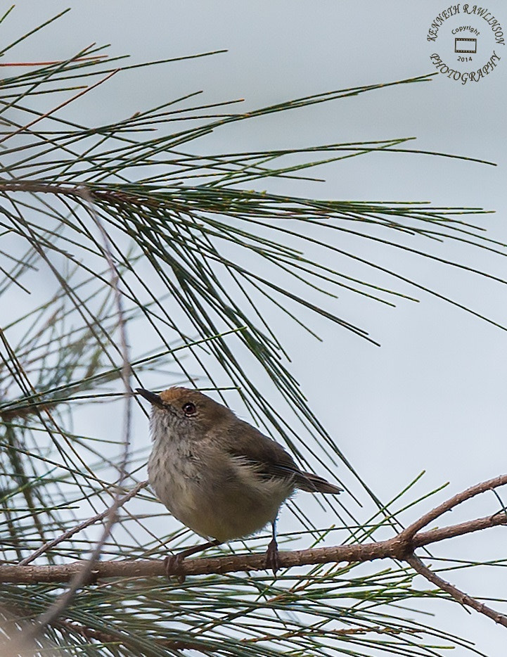 Nikon AF-S Nikkor 70-200mm F2.8G ED VR II sample photo. Bird photography