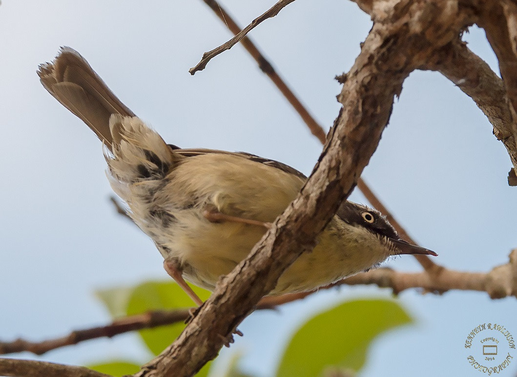 Nikon AF-S Nikkor 70-200mm F2.8G ED VR II sample photo. Bird photography